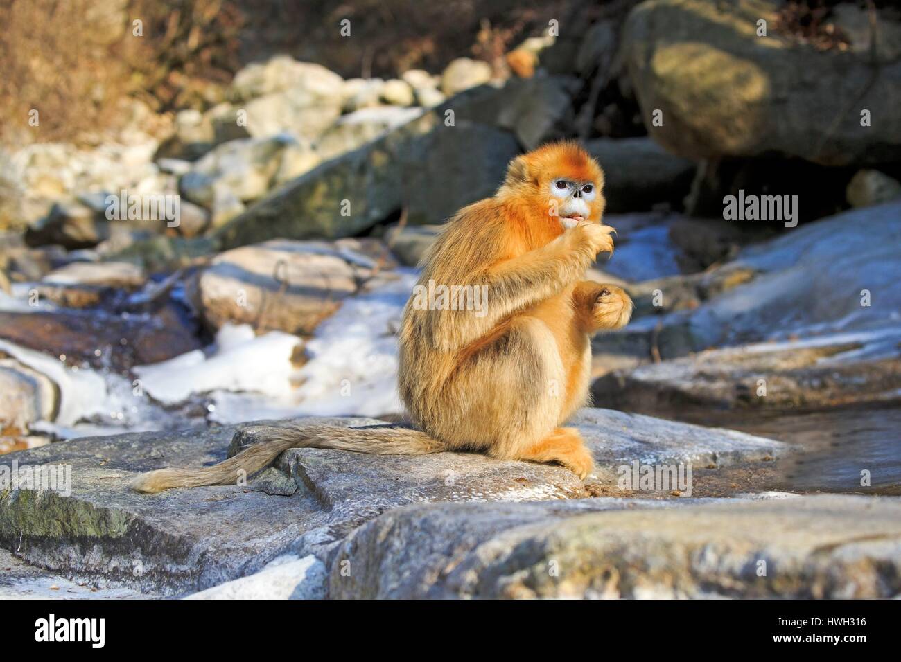 Chine, province du Shaanxi, montagnes Qinling, Golden snub-nosed Rhinopithecus roxellana (singe), près d'une rivière Banque D'Images