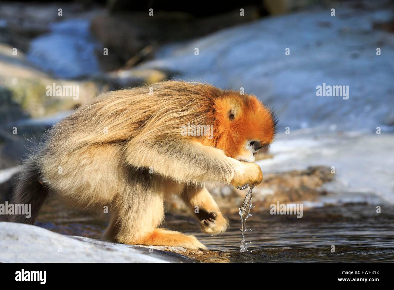 Chine, province du Shaanxi, montagnes Qinling, Golden snub-nosed Rhinopithecus roxellana (singe), près d'une rivière, de boire Banque D'Images