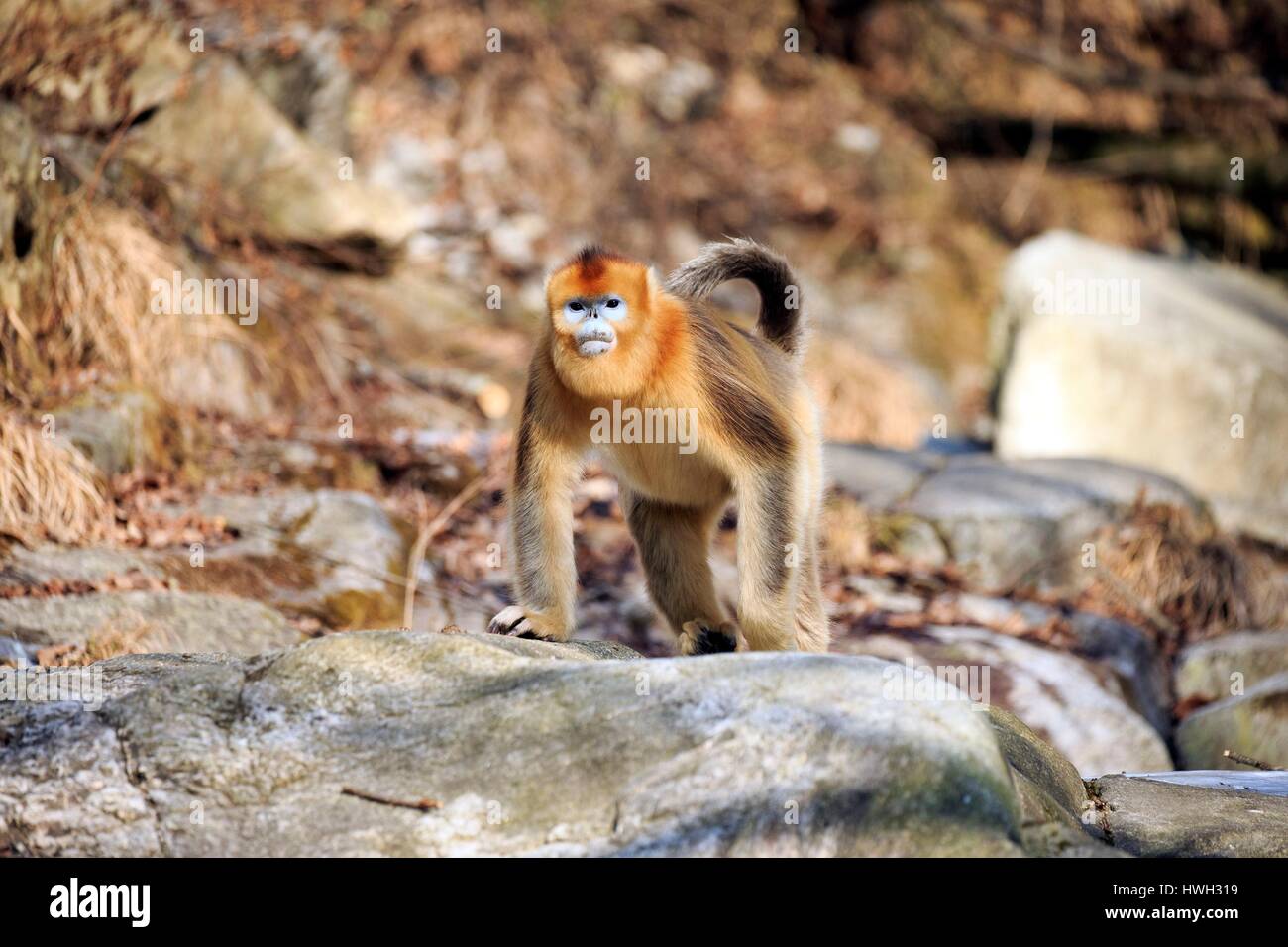 Chine, province du Shaanxi, montagnes Qinling, Golden snub-nosed (Rhinopithecus roxellana singe) Banque D'Images