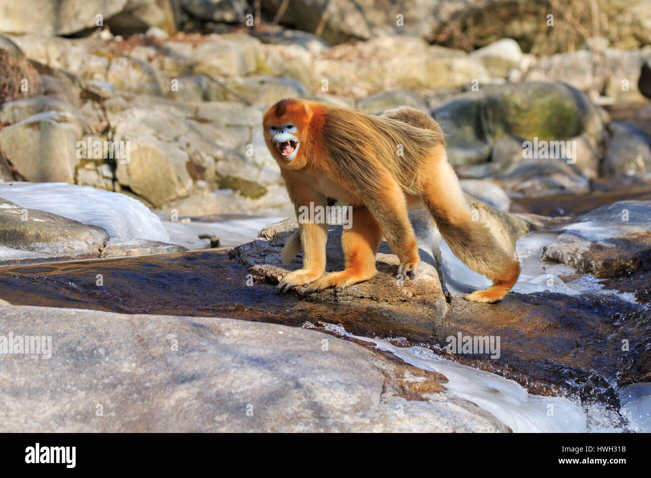Chine, province du Shaanxi, montagnes Qinling, Golden snub-nosed Rhinopithecus roxellana (singe), près d'une rivière Banque D'Images