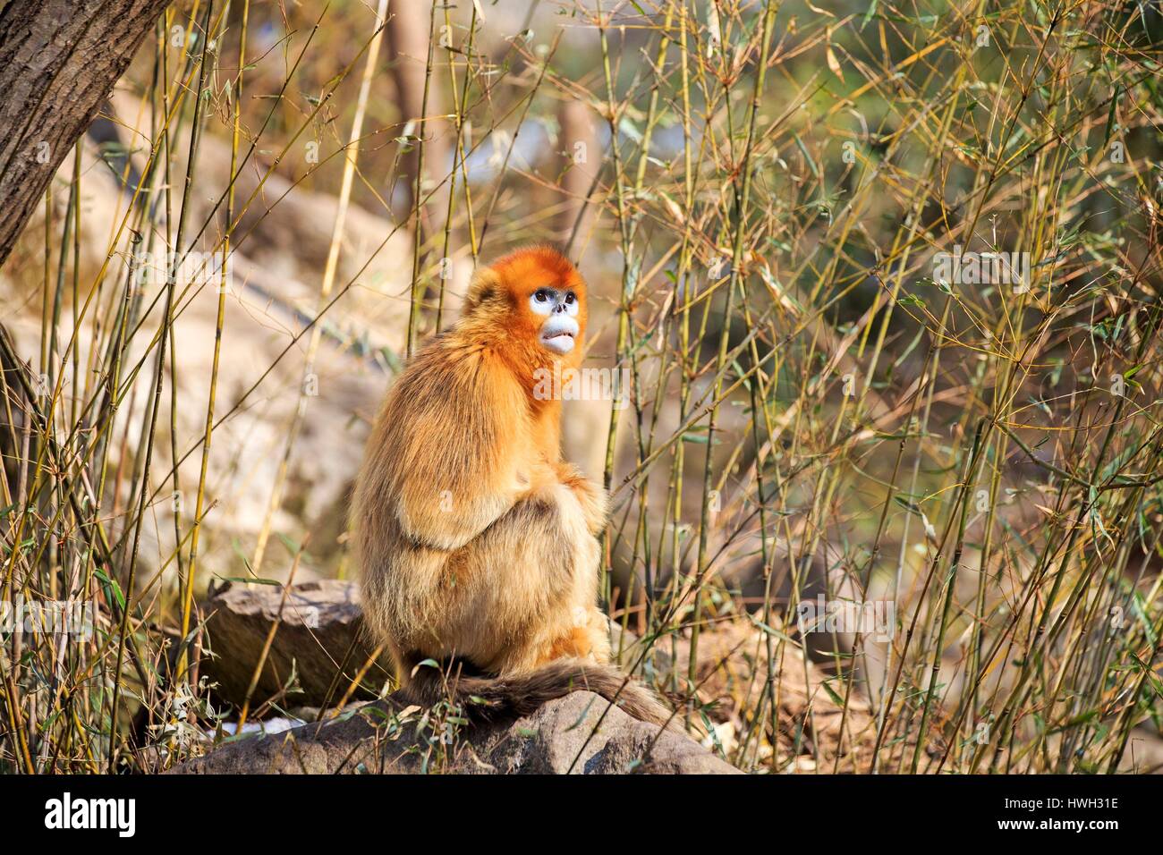 Chine, province du Shaanxi, montagnes Qinling, Golden snub-nosed (Rhinopithecus roxellana singe) Banque D'Images
