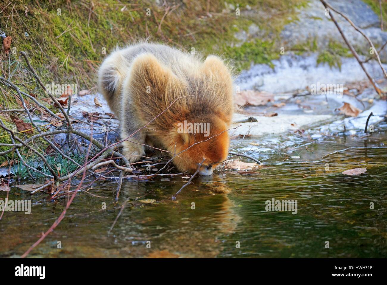 Chine, province du Shaanxi, montagnes Qinling, Golden snub-nosed Rhinopithecus roxellana (singe), près d'une rivière, de boire Banque D'Images