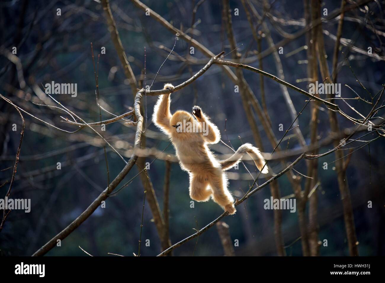 Chine, province du Shaanxi, montagnes Qinling, Golden snub-nosed Rhinopithecus roxellana (singe), jeune jouant dans l'arbre Banque D'Images