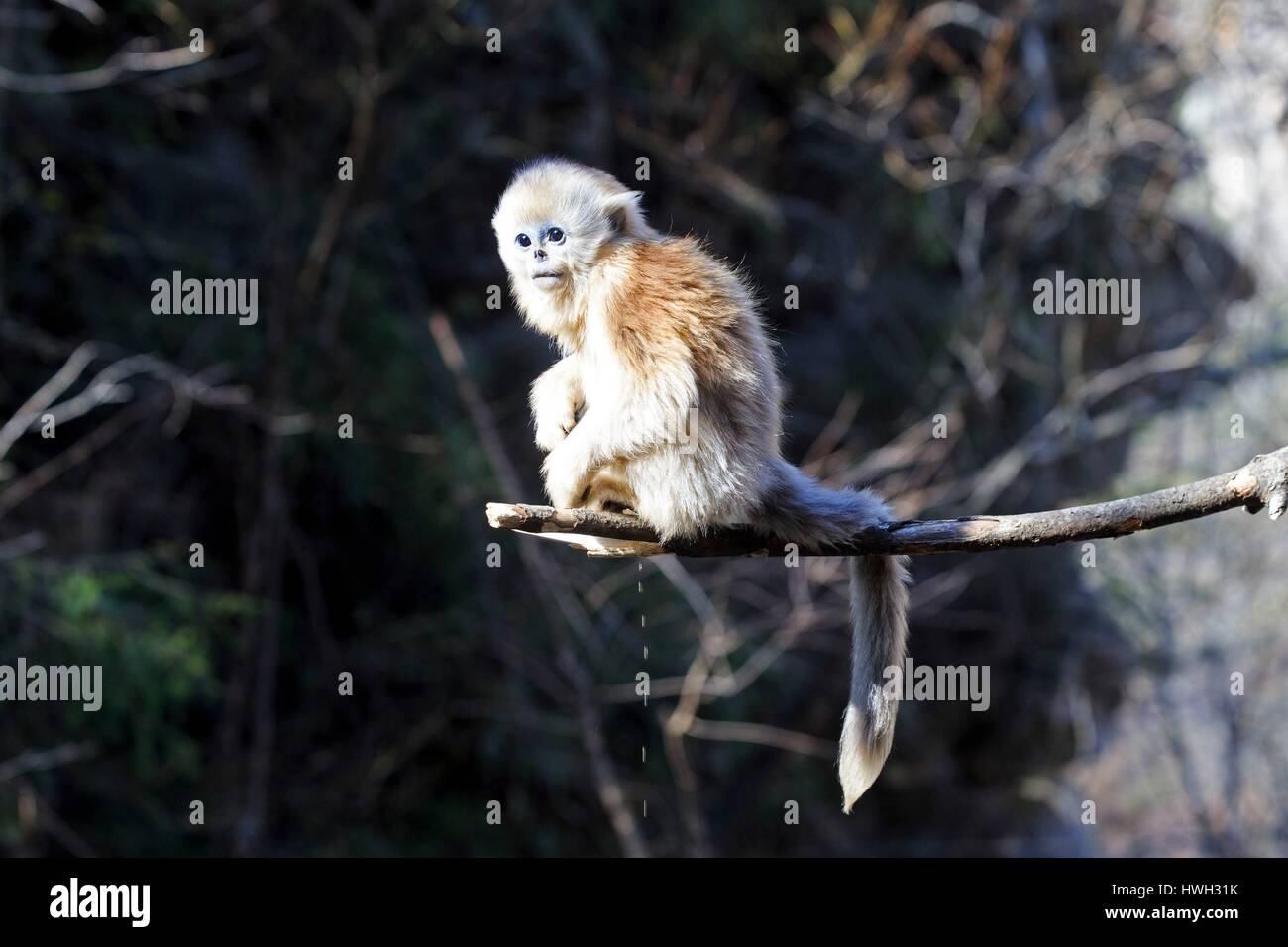 Chine, province du Shaanxi, montagnes Qinling, Golden snub-nosed (Rhinopithecus roxellana singe) Banque D'Images