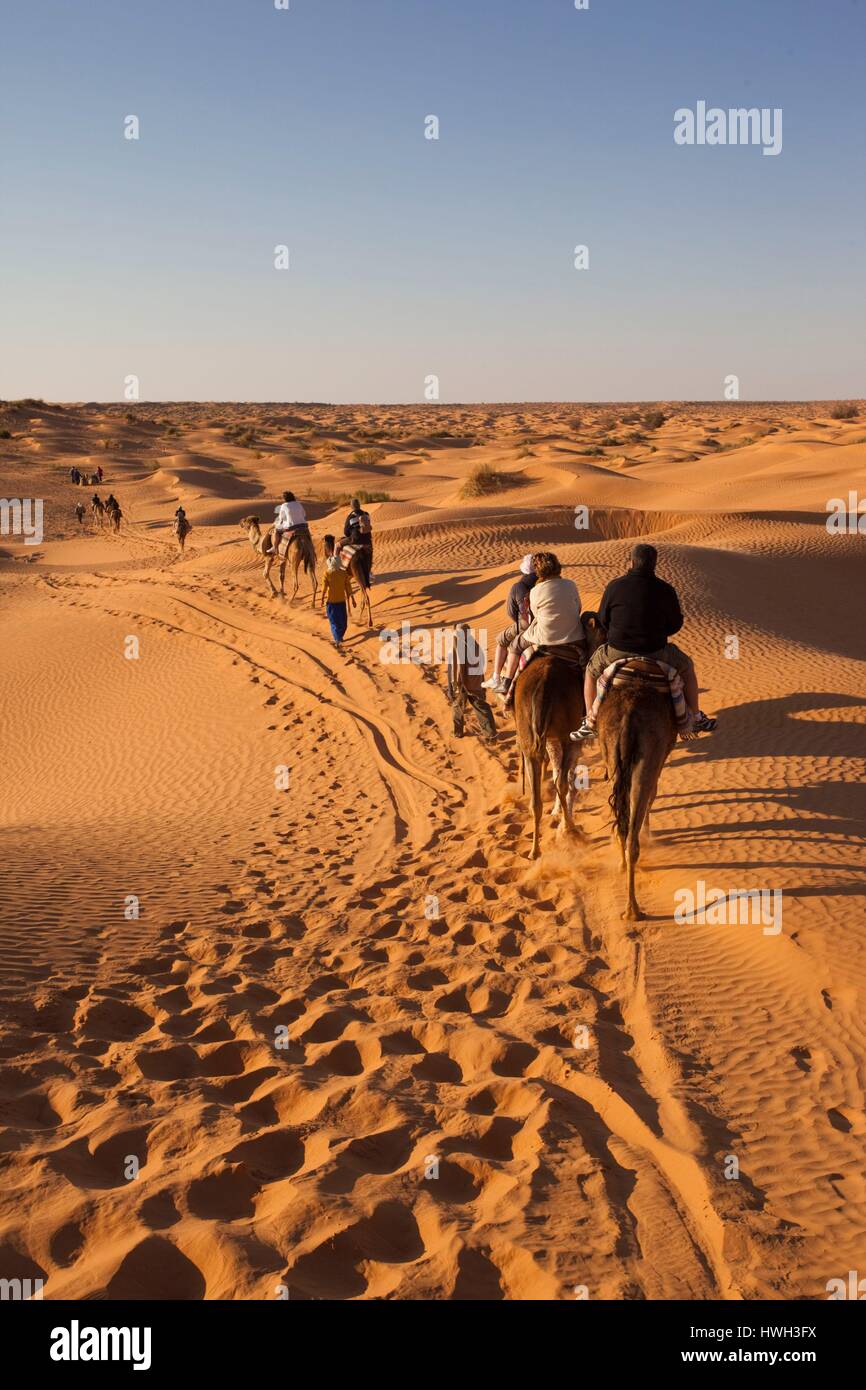 La Tunisie, Ksour, Ksar Ghilane, Grand Erg Oriental Désert, caravane de chameaux Banque D'Images