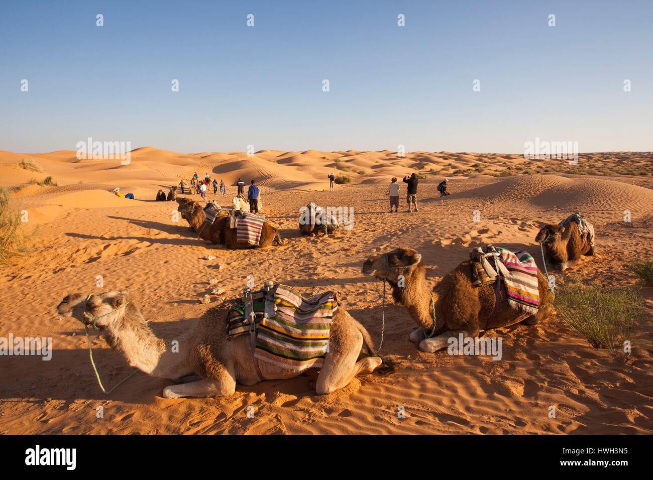 La Tunisie, Ksour, Ksar Ghilane, Grand Erg Oriental Désert, caravane de chameaux Banque D'Images