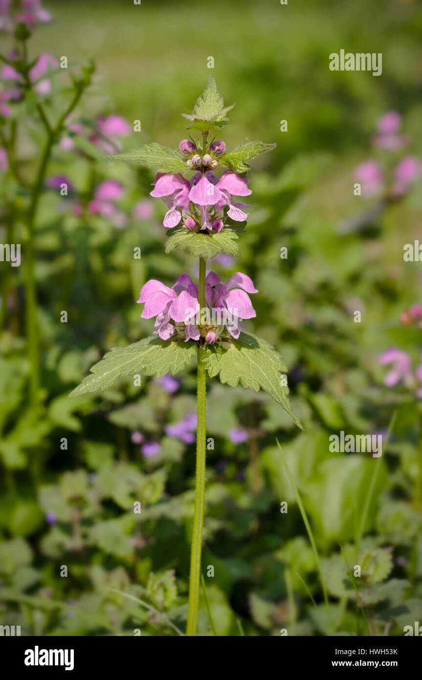 Lamium maculatum fleur Banque D'Images
