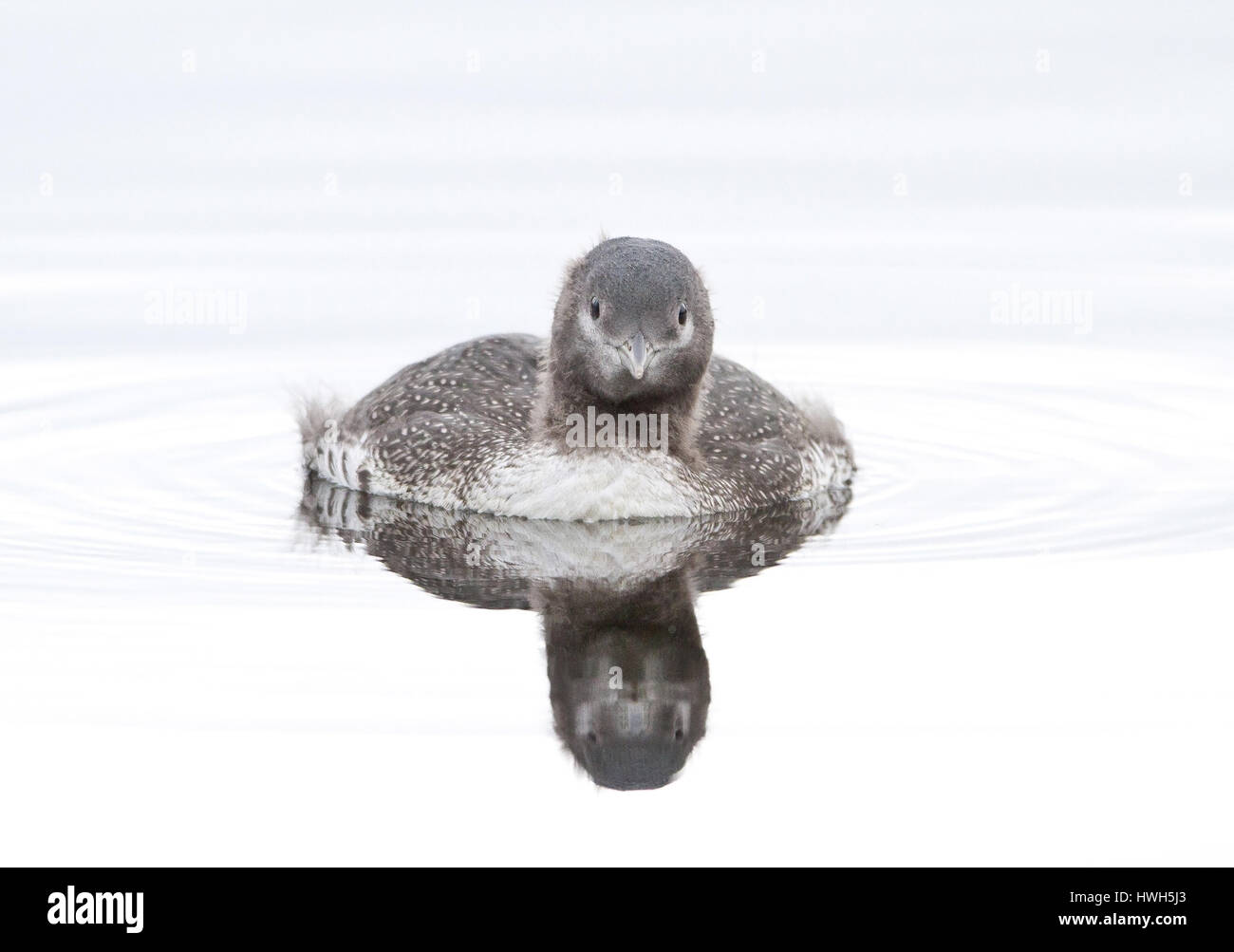 'La jeune star diver, la Norvège, la Norvège, Troms, Troms ? ; Prestvannet ; lac ; saumure ; oiseaux ; birds ; star diver ; jiujitsu ; Gavia stellata ; l'envol ; Banque D'Images