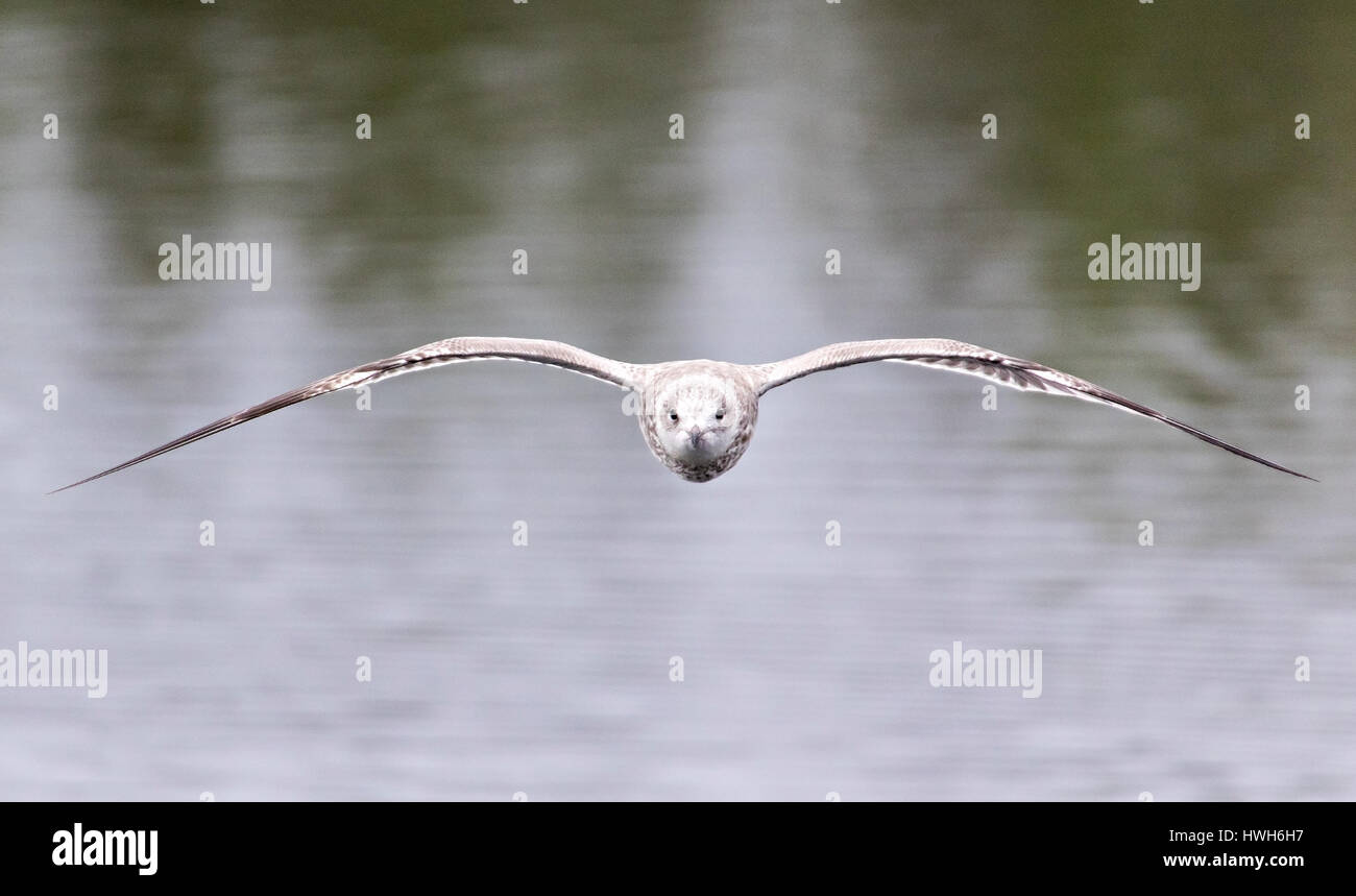 Les jeunes goélands dans la tempête, vol Norvège, Troms, Troms ?, Prestvannet, lac, oiseaux, storm, Larus canus, vol, jeune, juvenil, Norvège, Troms, Troms Banque D'Images