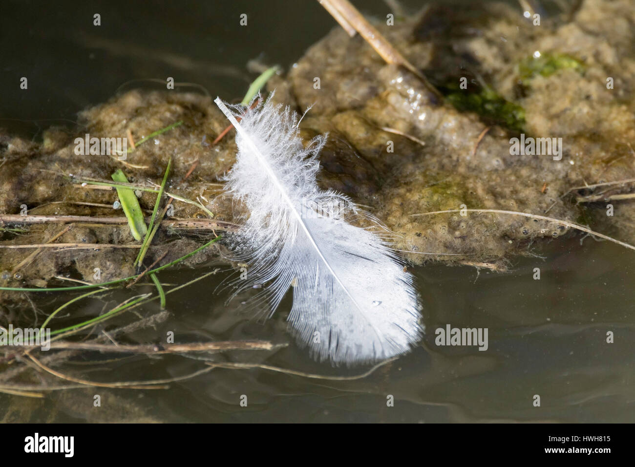 Feather Sur Leau De Lallemagne Schleswig Holstein