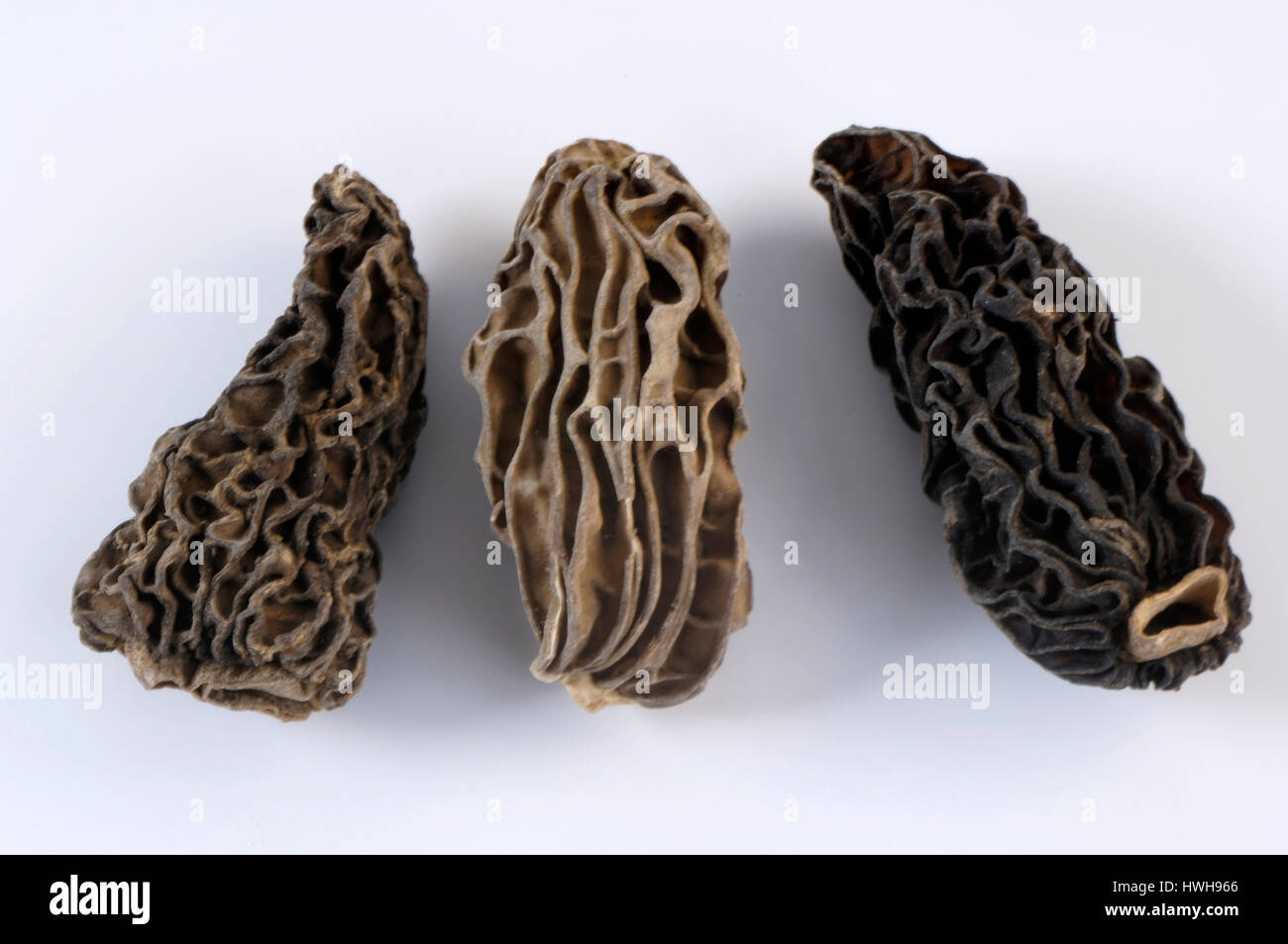 Black Morel, conic Morel, morchella angusticeps narrowhead, Morel, séchés, Morchella conica, haut Morel, sèchement, Morchella conica, champignons séchés , alimentaire Banque D'Images