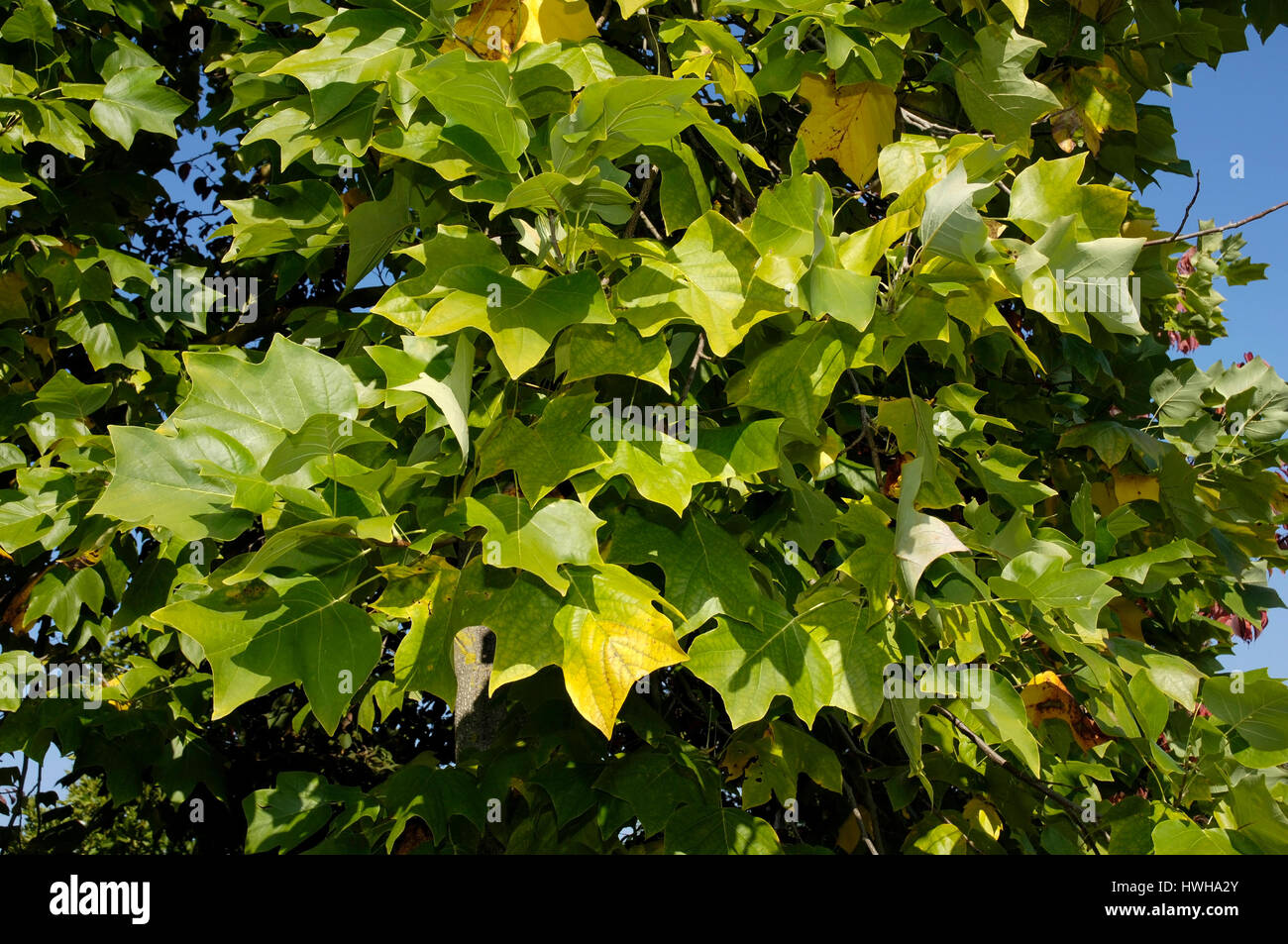 Tulip Tree, Liriodendron tulipifera tulipier de Virginie tulipier d'Amérique, tulipier, de feuillus, , / tulipier (Liriodendron tulipifera) / / Am Tulpenbaum Banque D'Images