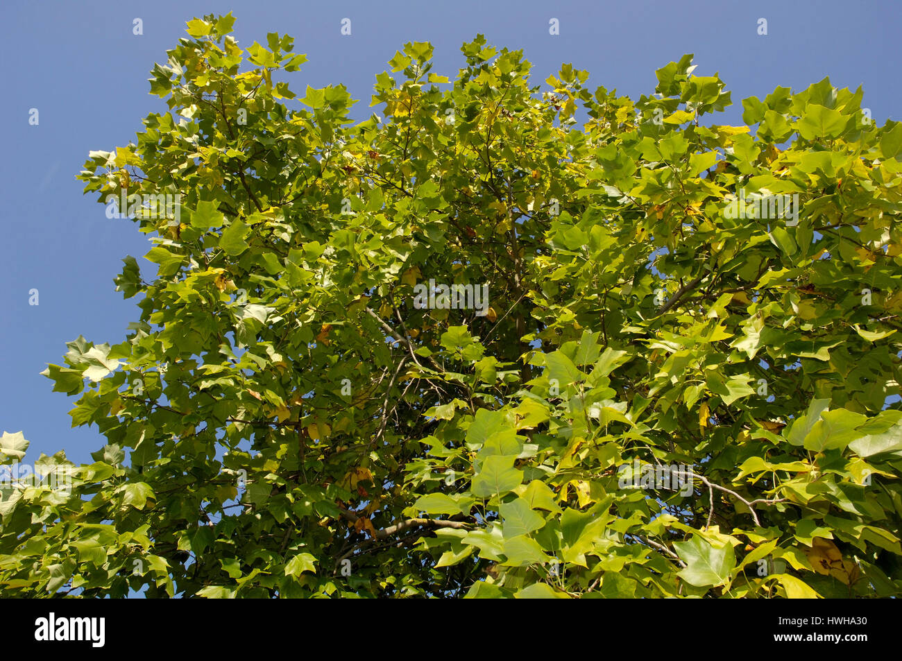 Tulip Tree, Liriodendron tulipifera tulipier de Virginie tulipier d'Amérique, tulipier, de feuillus, , / tulipier (Liriodendron tulipifera) / / Am Tulpenbaum Banque D'Images