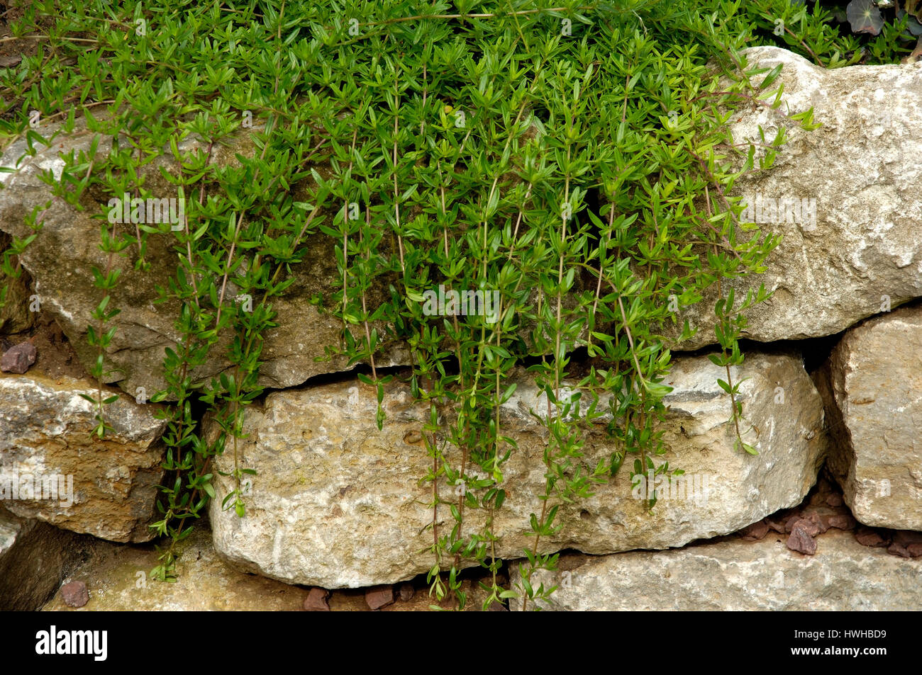 Hiver savoureux, Satureja montana, hiver savoureux, sarriette, Satureja montana, herbes, herbes / sarriette (Satureja montana) | Winter-Bohnenkrau Banque D'Images