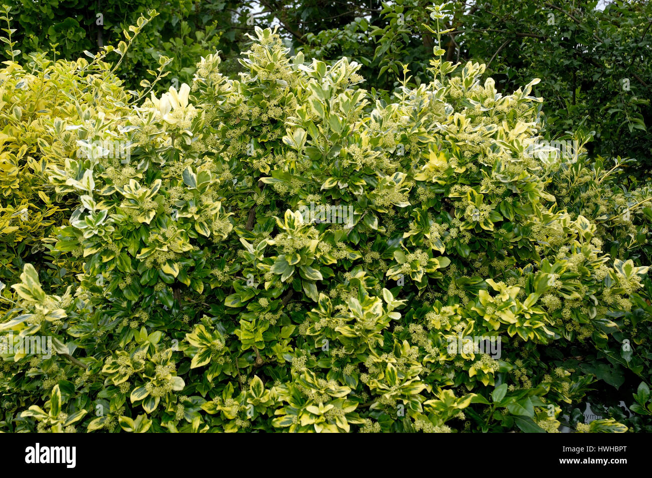 Euonymus, Wintercreeper Euonymus Euonymus fortunei, pointe d'or, , Wintercreeper Euonymus 'Golden' / Euonymus fortunei) | (Gelbbunte Kriechspin Banque D'Images