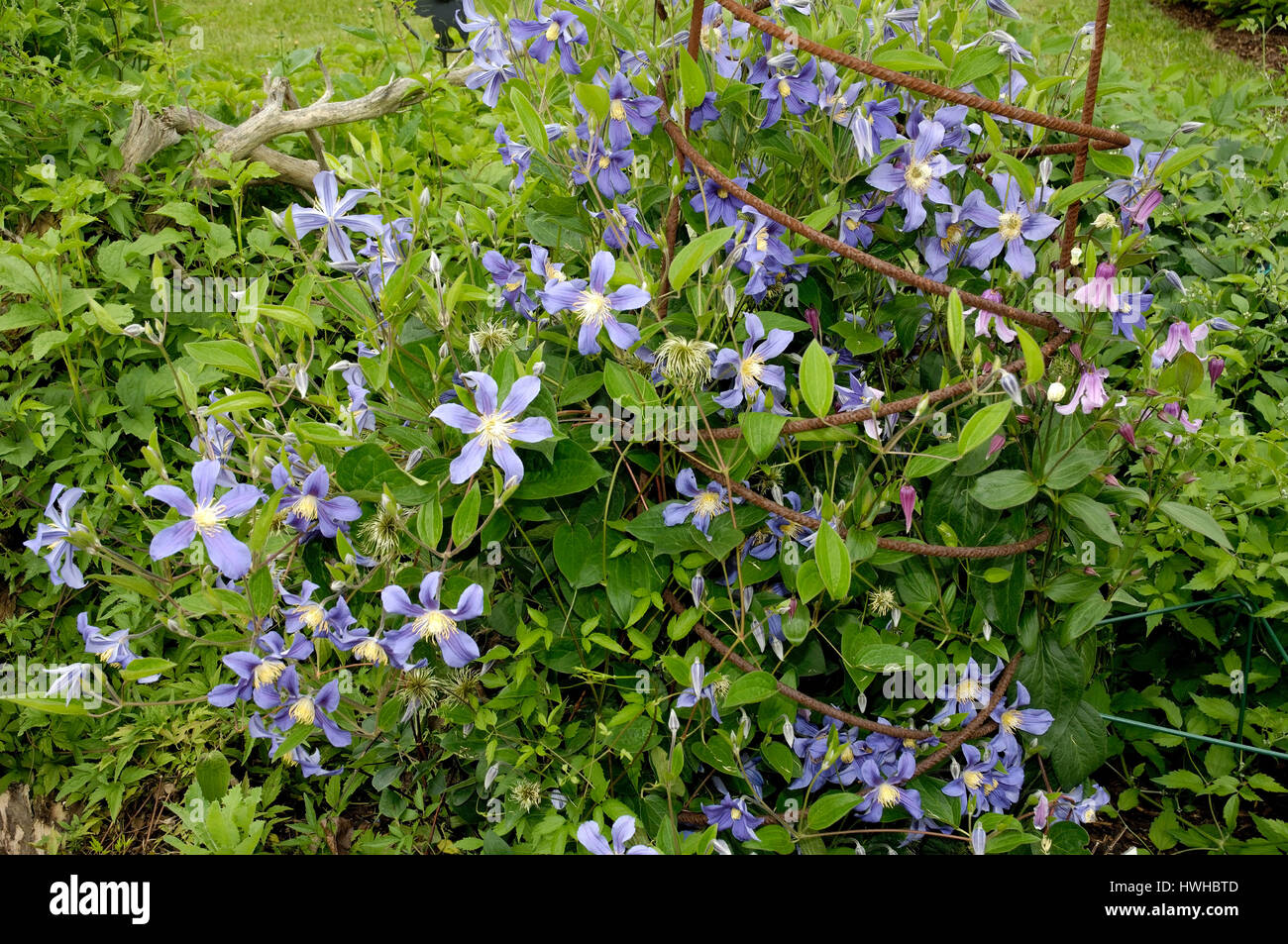 Clématite Clematis integrifolia, Juillet, Juillet, CLÉMATITE Clematis integrifolia , Clematis 'Juillet / (Clematis integrifolia) | Klematis 'Juillet' / (Clemat Banque D'Images