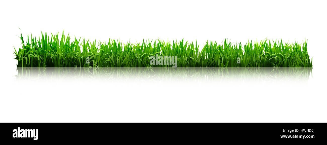 Green grass isolated on white background. Super pour votre conception Banque D'Images