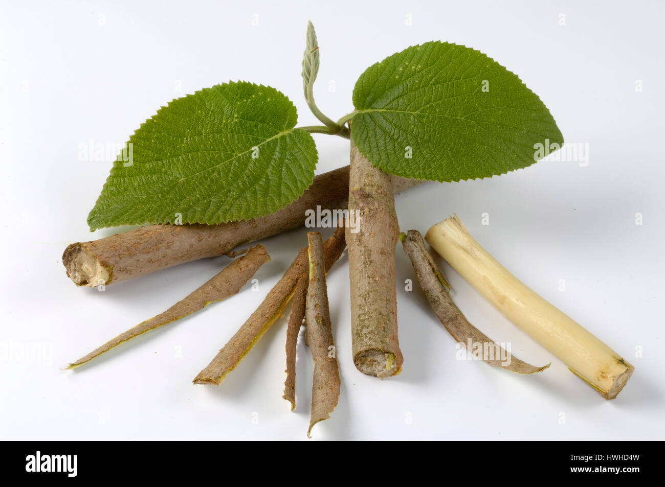 Guelder rose, écorce et quitter, Viburnum opulus, boule de commun, l'écorce et feuille, Viburnum opulus, homéopathie, médecine cloître , Guelder Rose, une écorce Banque D'Images