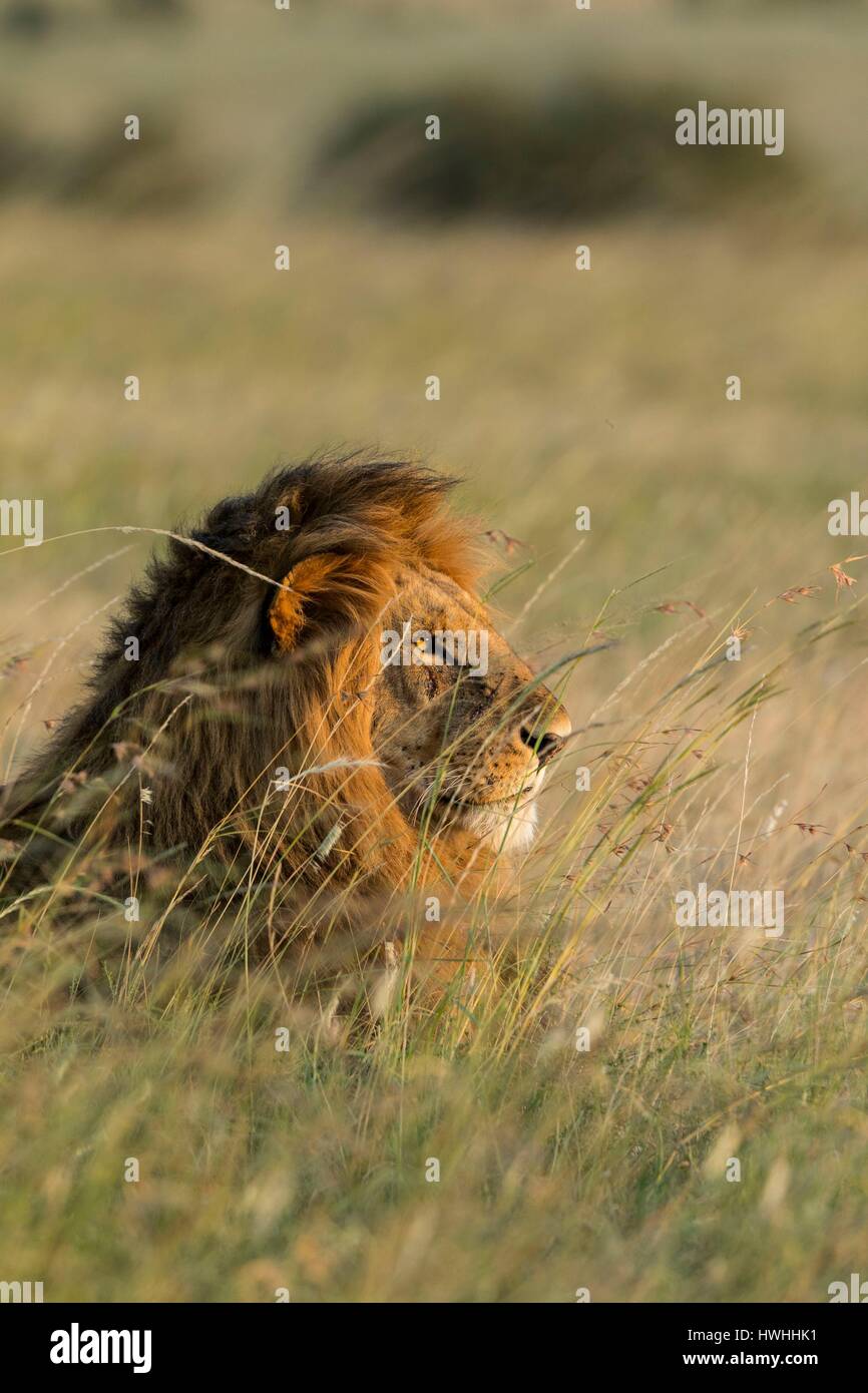 Au Kenya, la réserve Masai-Mara, lion (Panthera leo), homme au coucher du soleil Banque D'Images