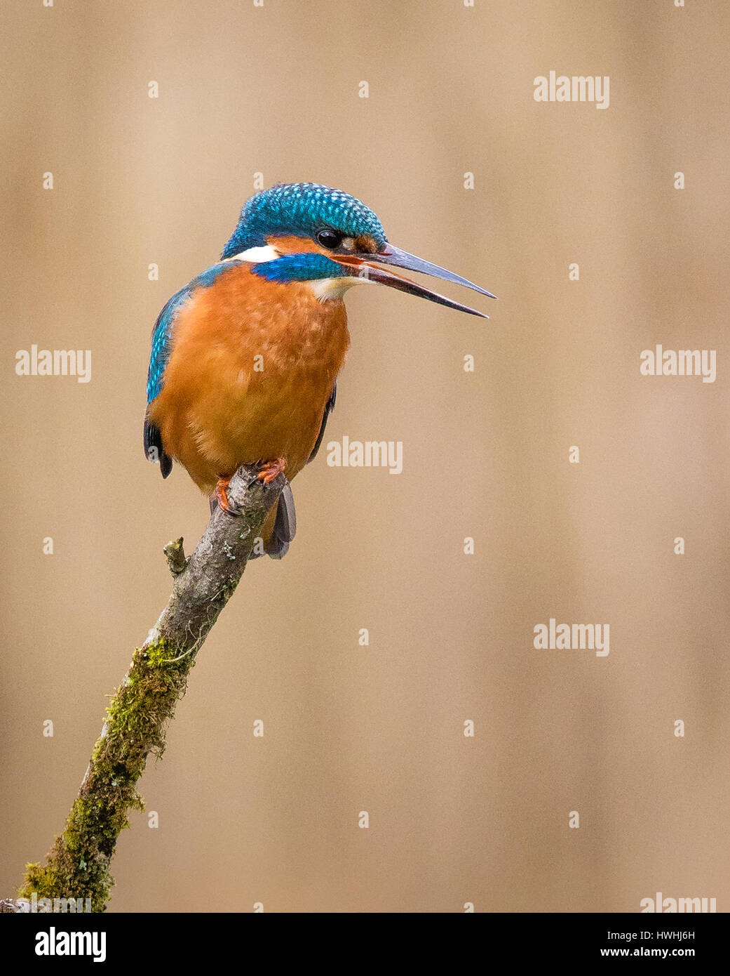 Kingfisher (Alcedo atthis mâle) à Forest Farm près de Cardiff au Pays de Galles, Royaume-Uni Banque D'Images