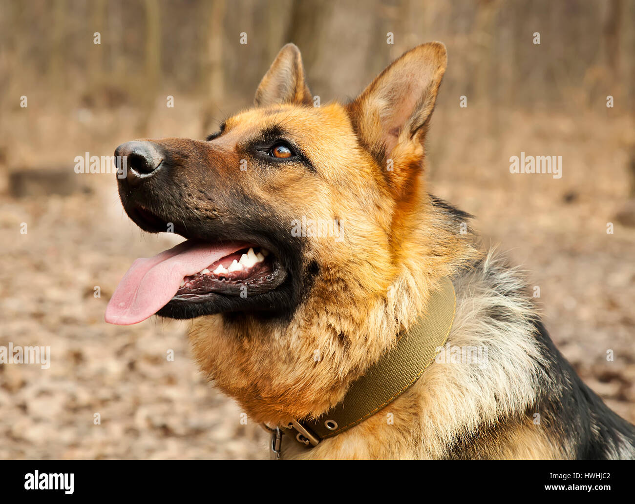 Chien de berger allemand de race Banque de photographies et d’images à