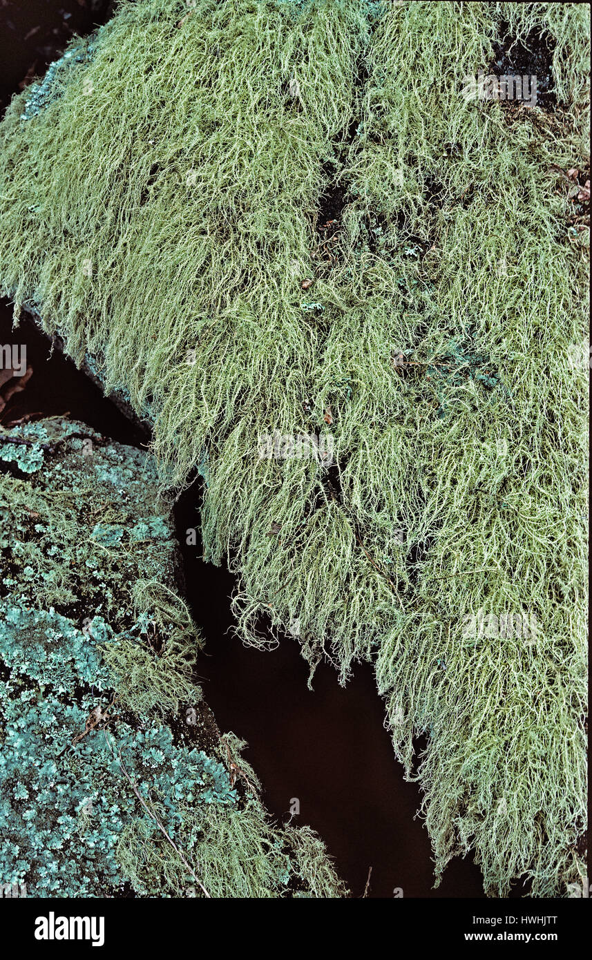 Lichens Usnea subfloridana couvrant des roches dans les bois près de Ladybower dame dans le Derbyshire Peak District Banque D'Images