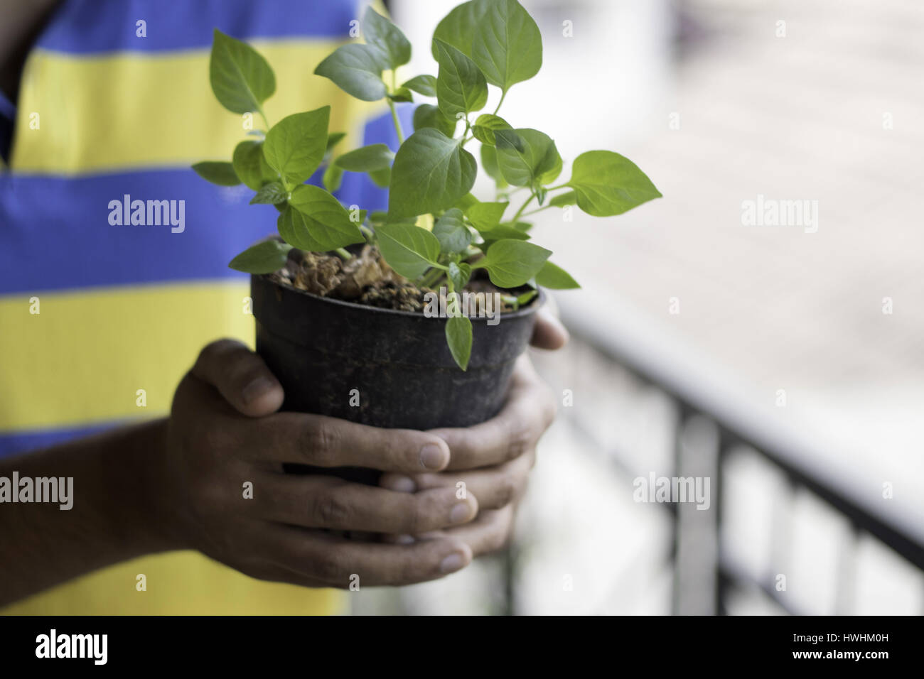 Close up of hands holding a potted plant Banque D'Images