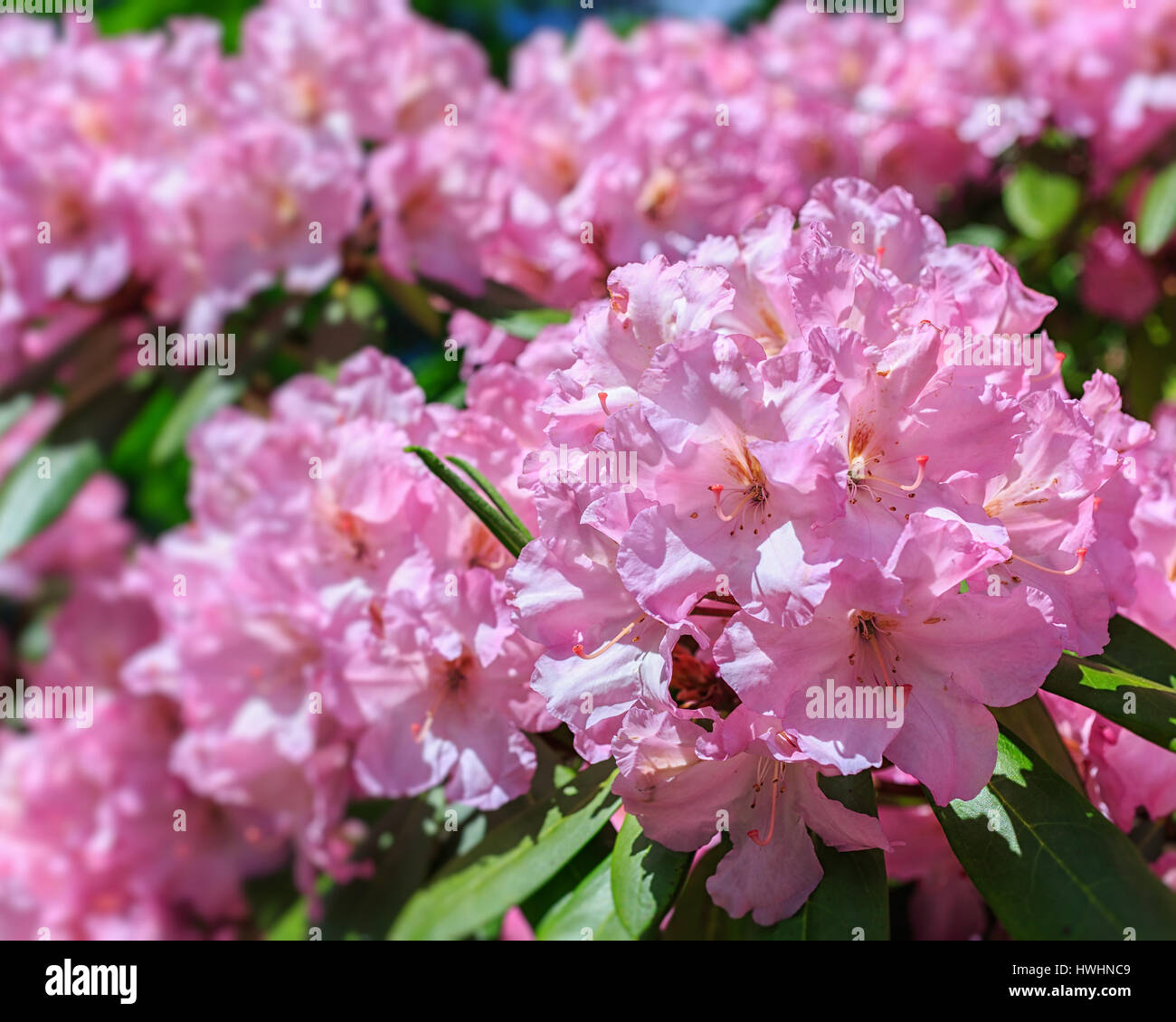 Rhododendron rose au début de l'été jardin. Banque D'Images