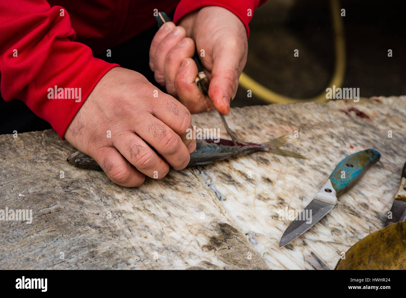 Poissonnier couper un petit poisson sur une planche à découper, marché aux poissons Catane, Italie Banque D'Images