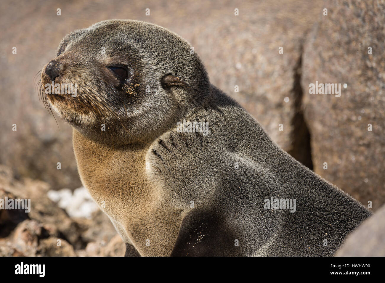 Chiot Bebe Lion De Mer Australien A Kangaroo Island Photo Stock Alamy