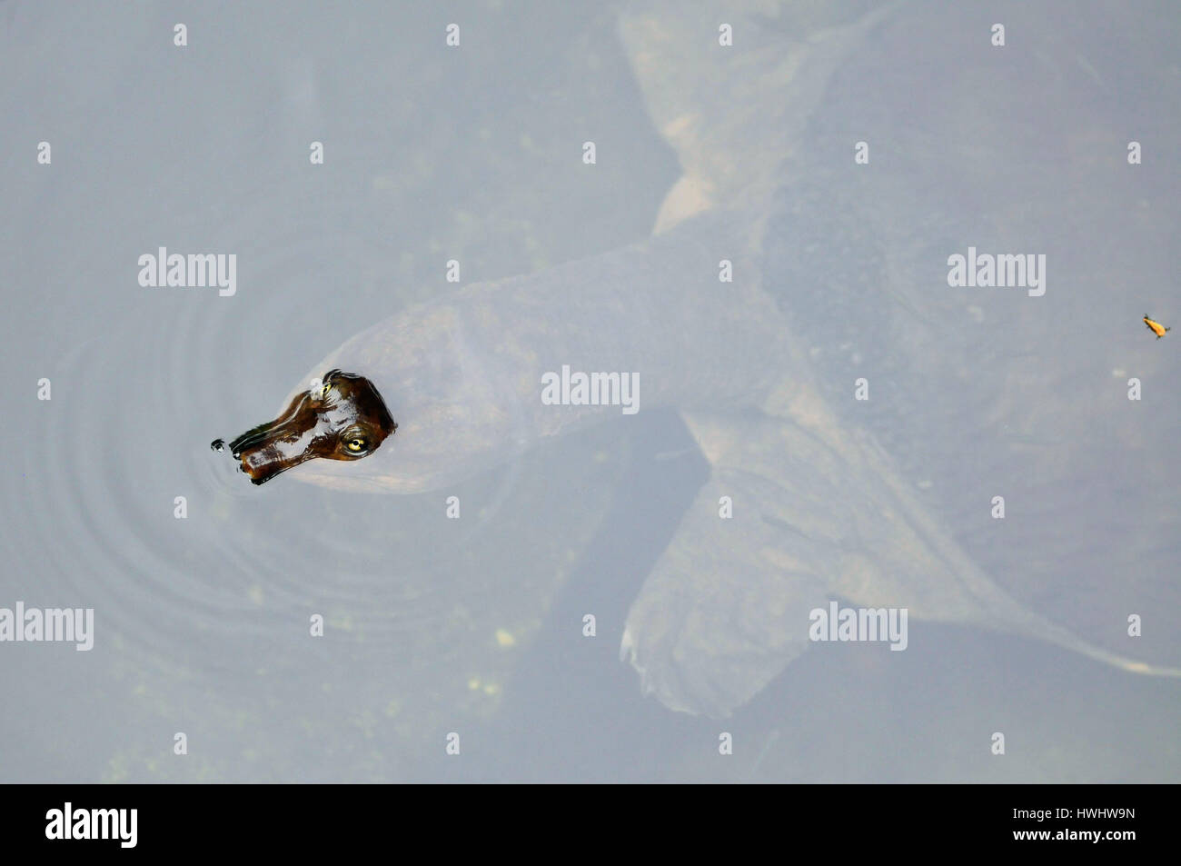 Une tortue géante se déplace partiellement submergées à la Parrot Jungle à Miami en Floride. (Maintenant fermé) Banque D'Images