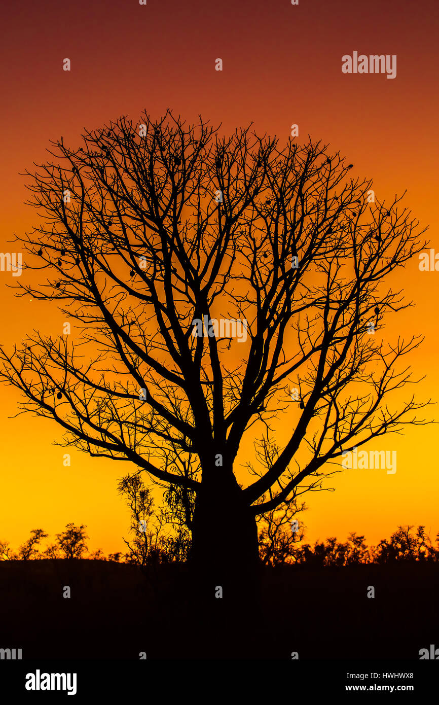 Boab (Baobab) Arbre - l'ouest de l'Australie - Kimberley Banque D'Images