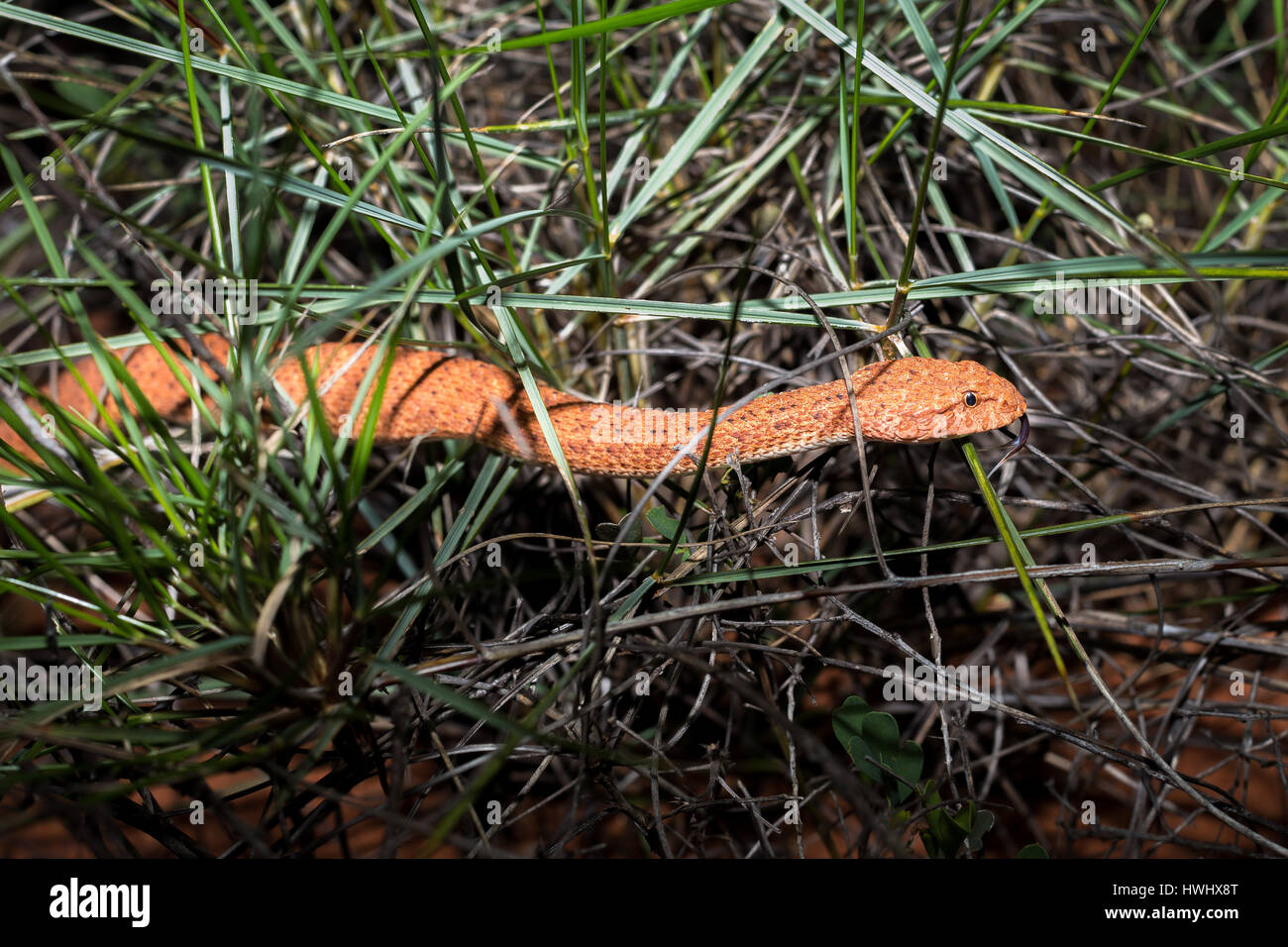 Death Adder commun Snake (Acanthophis antarcticus) Banque D'Images