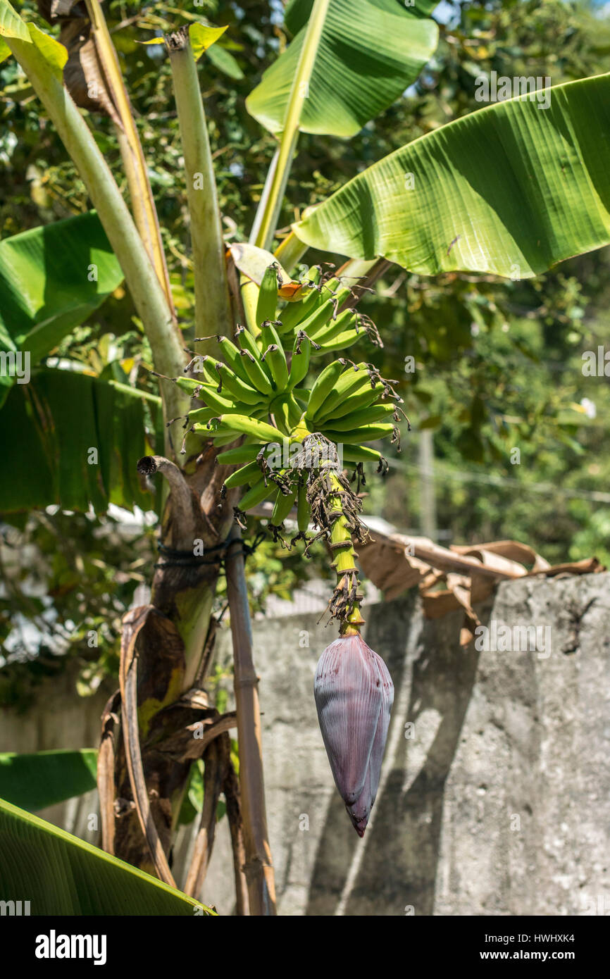 bananes en croissance Banque D'Images