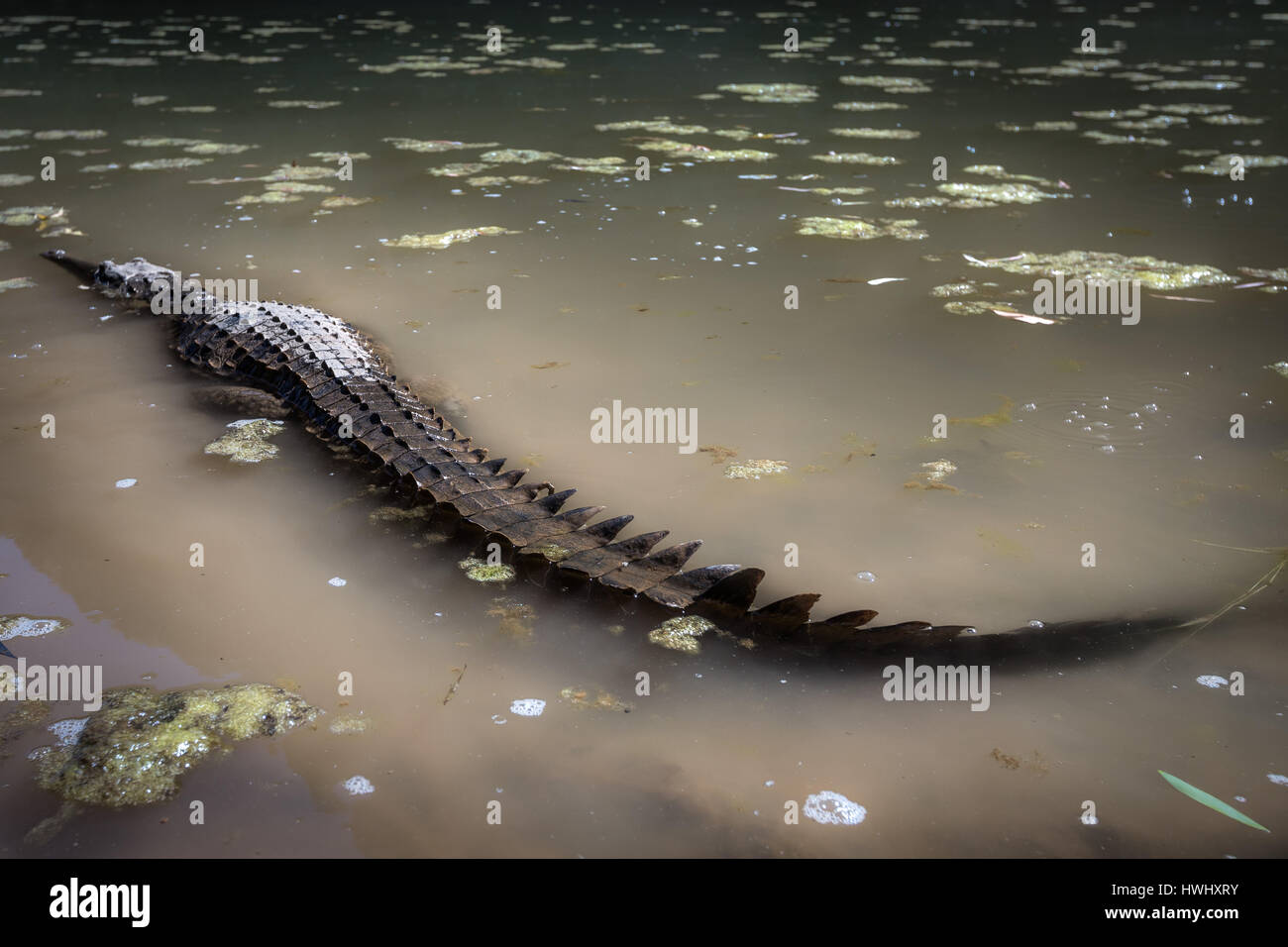 Freshwater Crocodile (Crocodylus johnstoni) Banque D'Images