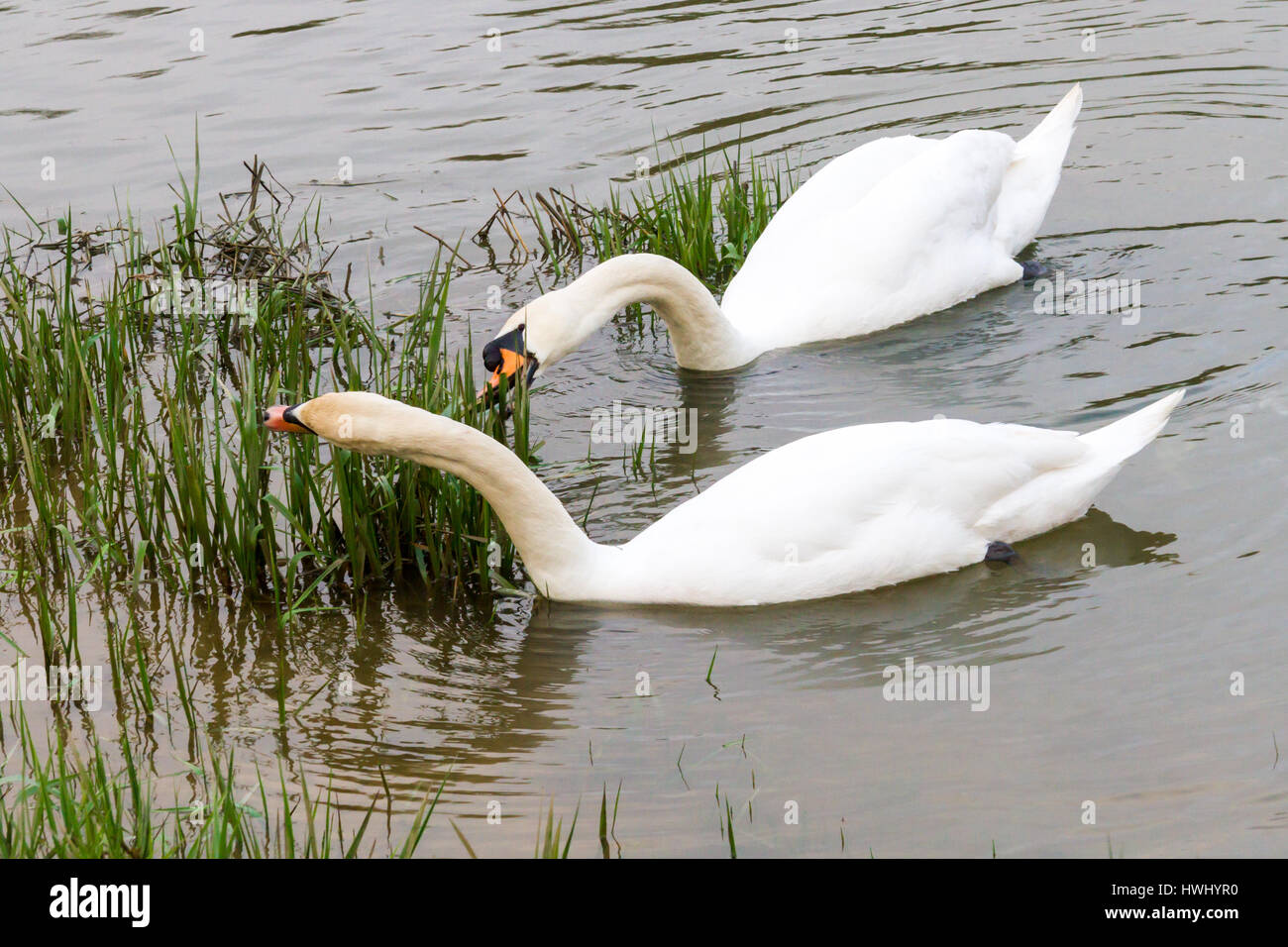 Deux cygnes manger roseaux Banque D'Images