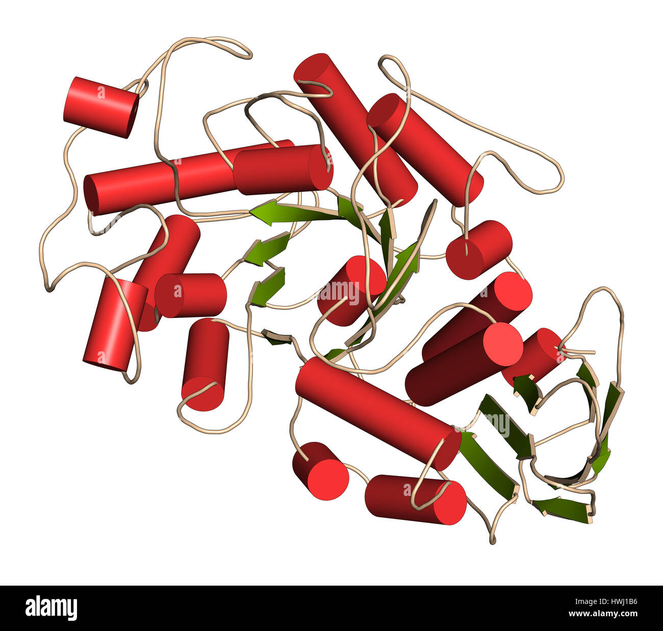 L'amylase (alpha-amylase pancréatique humain) de protéines. Enzyme digestive, responsable de l'hydrolyse de l'amidon en sucres. 3D illustration. Cartoon rep Banque D'Images