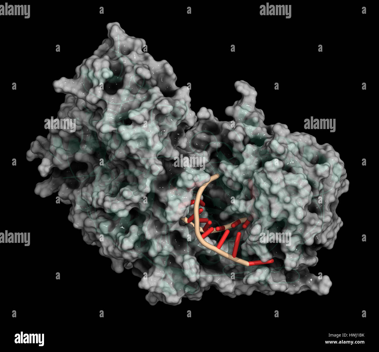 L'Argonaute-2 (enzyme). Partie de la complexe RISC et jouent un rôle dans l'ARN interférence (Arni). 3D illustration. Protéines : combi représentation cartoon Banque D'Images