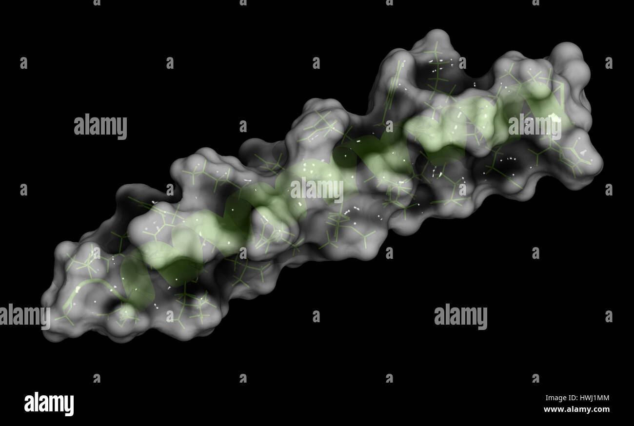 L'hormone parathyroïdienne (PTH, parathormone, parathyrin), protéine sécrétée par les glandes parathyroïdes. 3D illustration. Cartoon  + représentation filaire c Banque D'Images