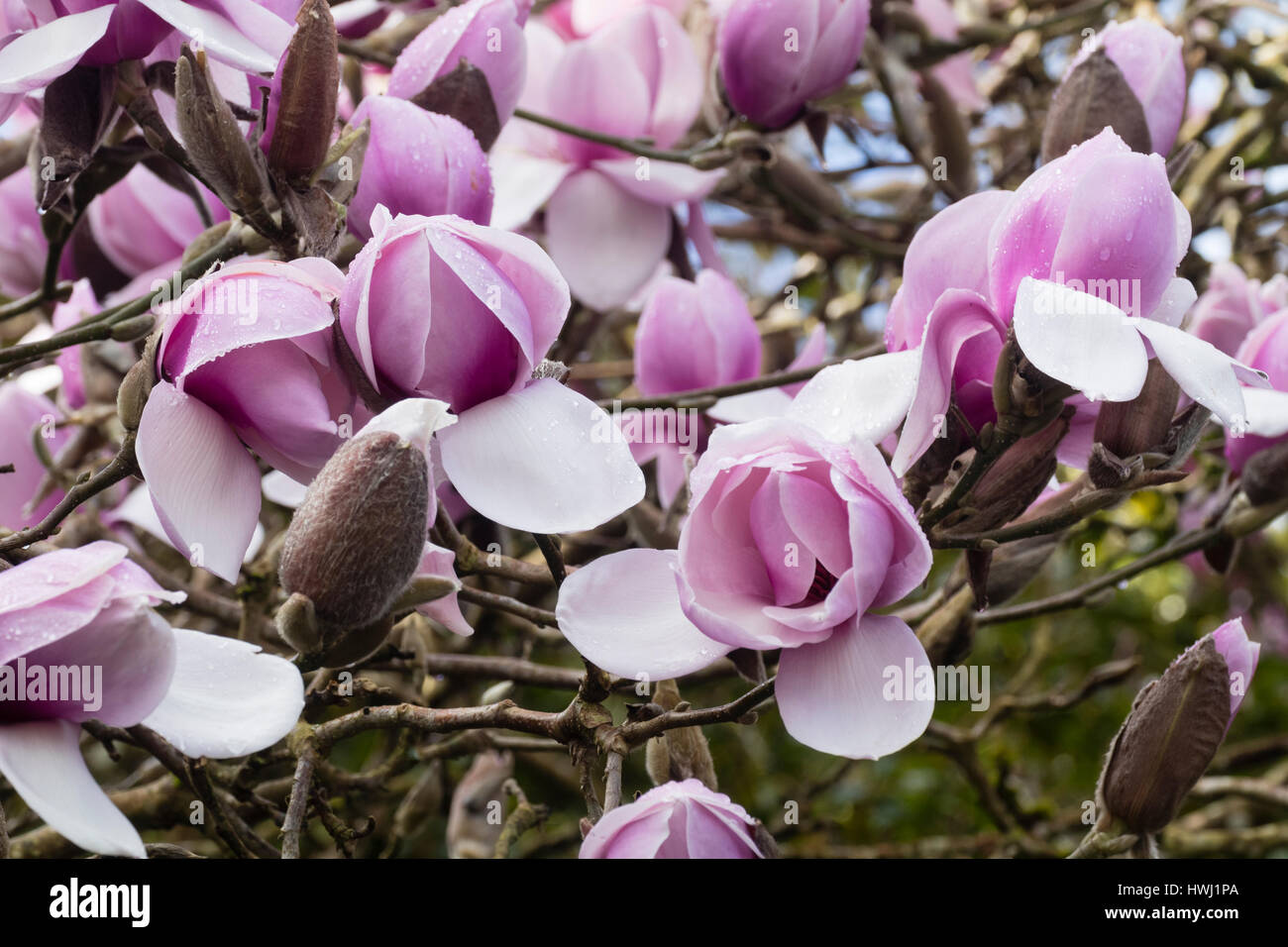 Grand, au début du printemps, les roses, les fleurs de l'arbre hybride,magnolia Magnolia 'Star Wars' Banque D'Images