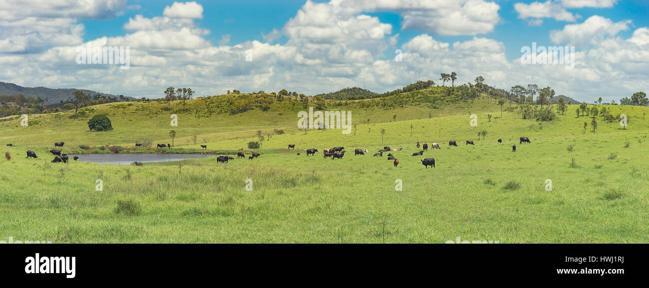 Vue panoramique du paysage rural australien avec des vaches de l'herbe verte de l'eau et bleu ciel nuageux, un troupeau de bovins de autour d'un petit barrage et collines Banque D'Images