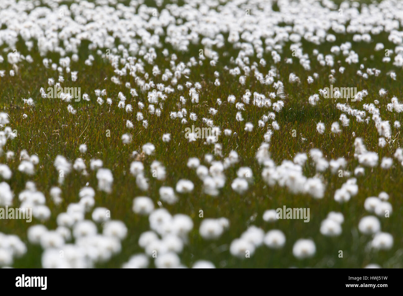 Domaine de la linaigrette (Eriophorum naturelles en fleurs) au sein de l'herbe verte Banque D'Images
