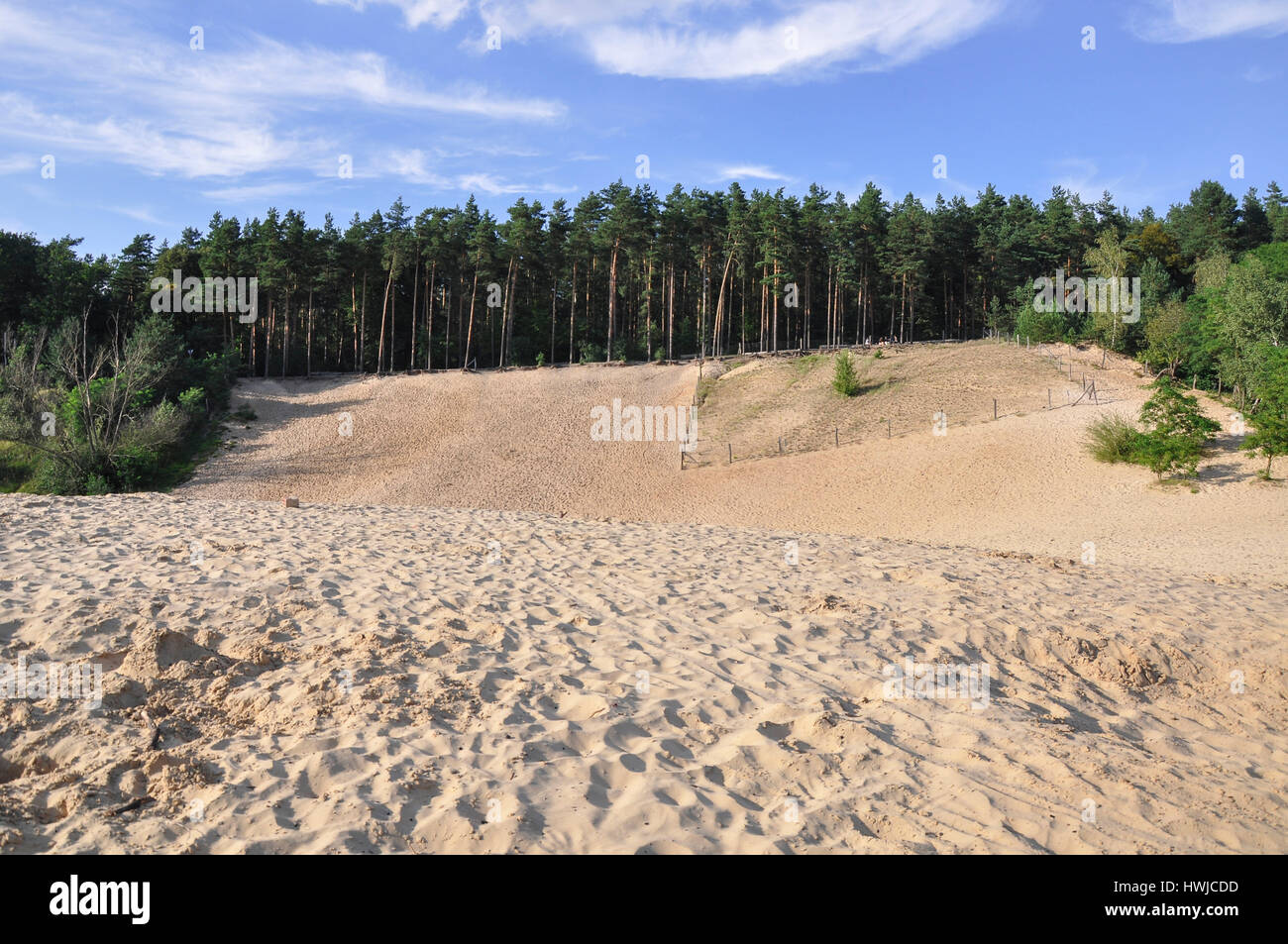 Dune de sable, Berlin-Grunewald Grunewald, paysage protégé, Jagen 86, Berlin, Allemagne Banque D'Images