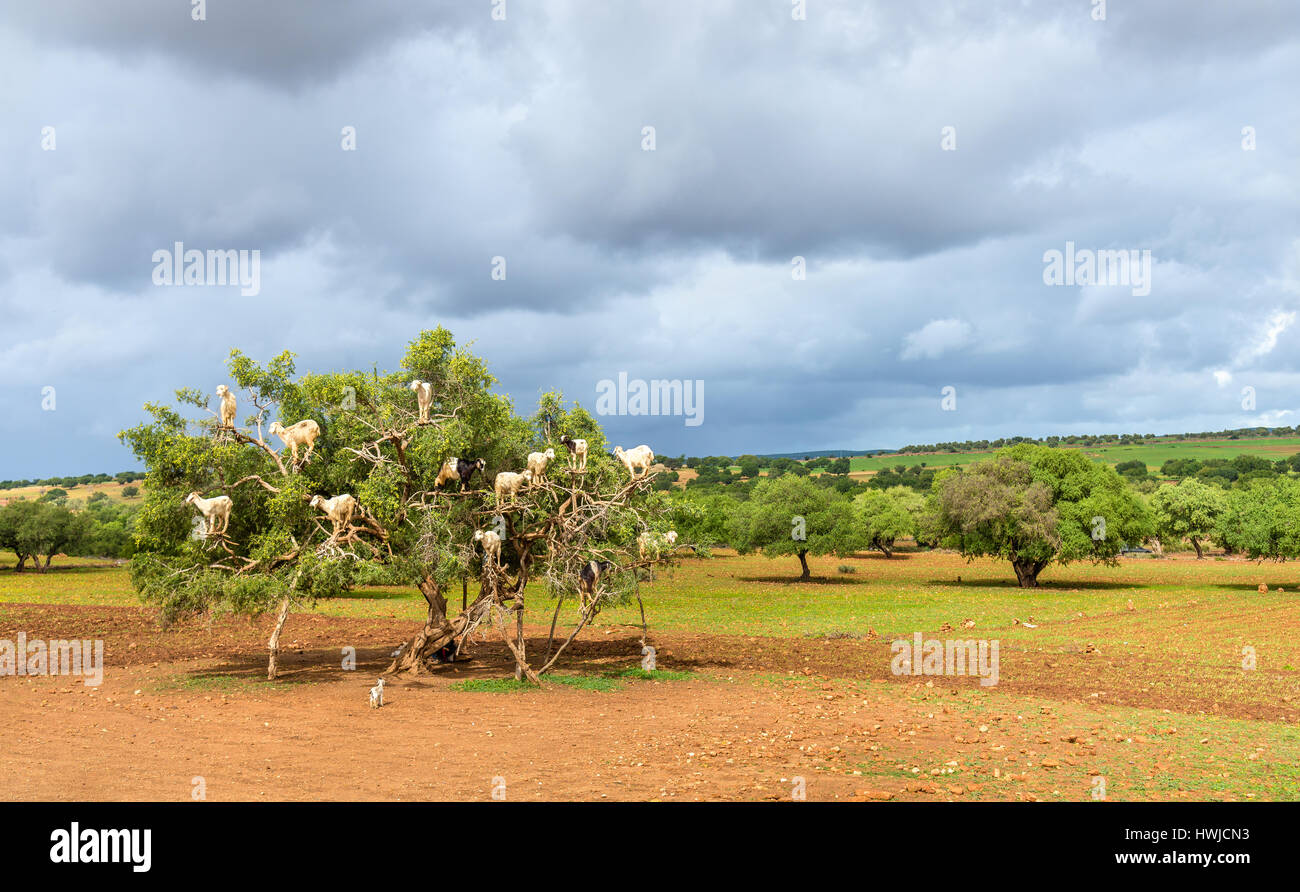Les chèvres paissent dans un arganier - Maroc Banque D'Images