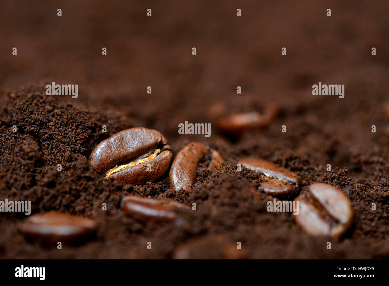 Kaffeepulver Kaffeebohnen und, Coffea arabica Banque D'Images