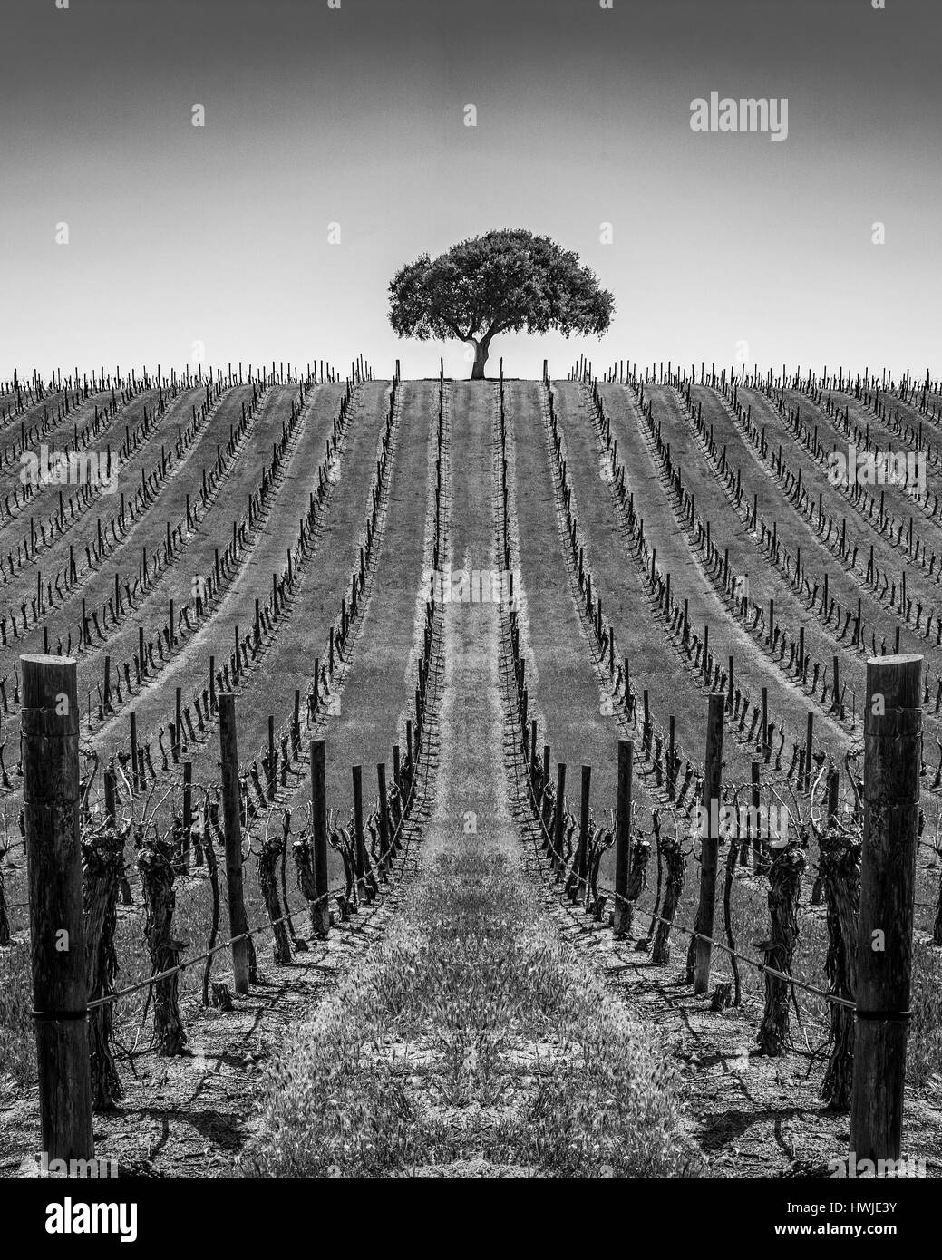 Un arbre isolé et vignoble dans la région de Paso Robles district de Californie Banque D'Images