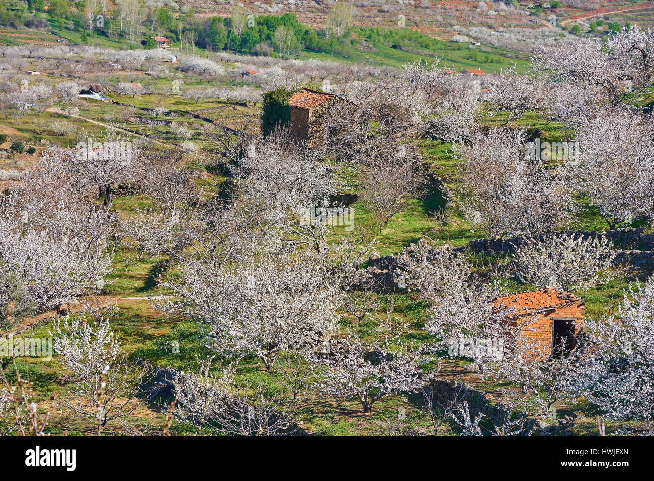 Des Cerisiers , Prunus cerasus, cerisiers en fleur pleine, Vallée de Jerte, province de Cáceres, Extremadura, Espagne Banque D'Images