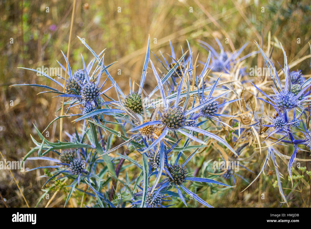 Fleurs bleu, Parco Nazionale del Pollino, Italie Banque D'Images