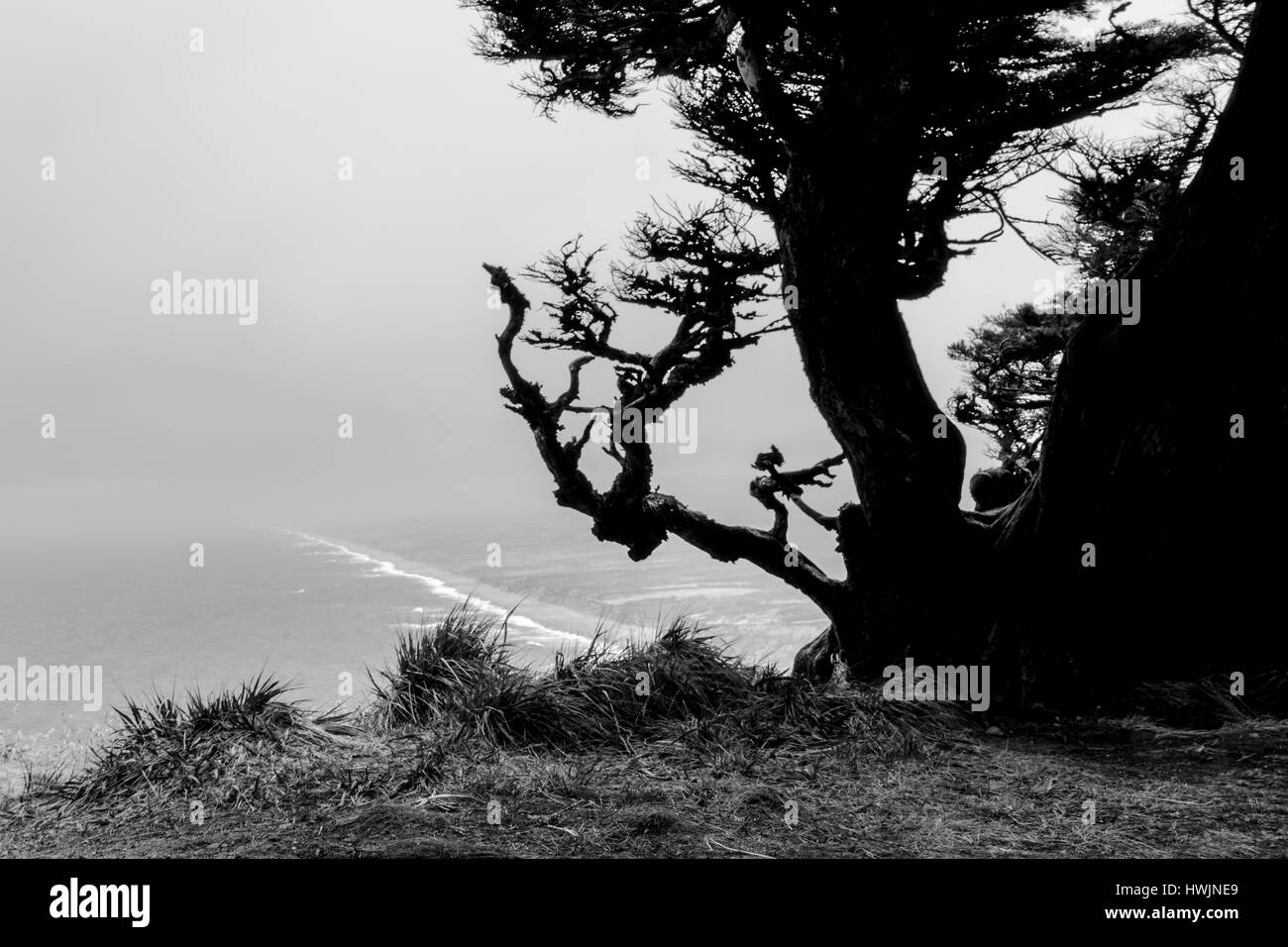 l'arbre donne sur l'océan pacifique en californie Banque D'Images