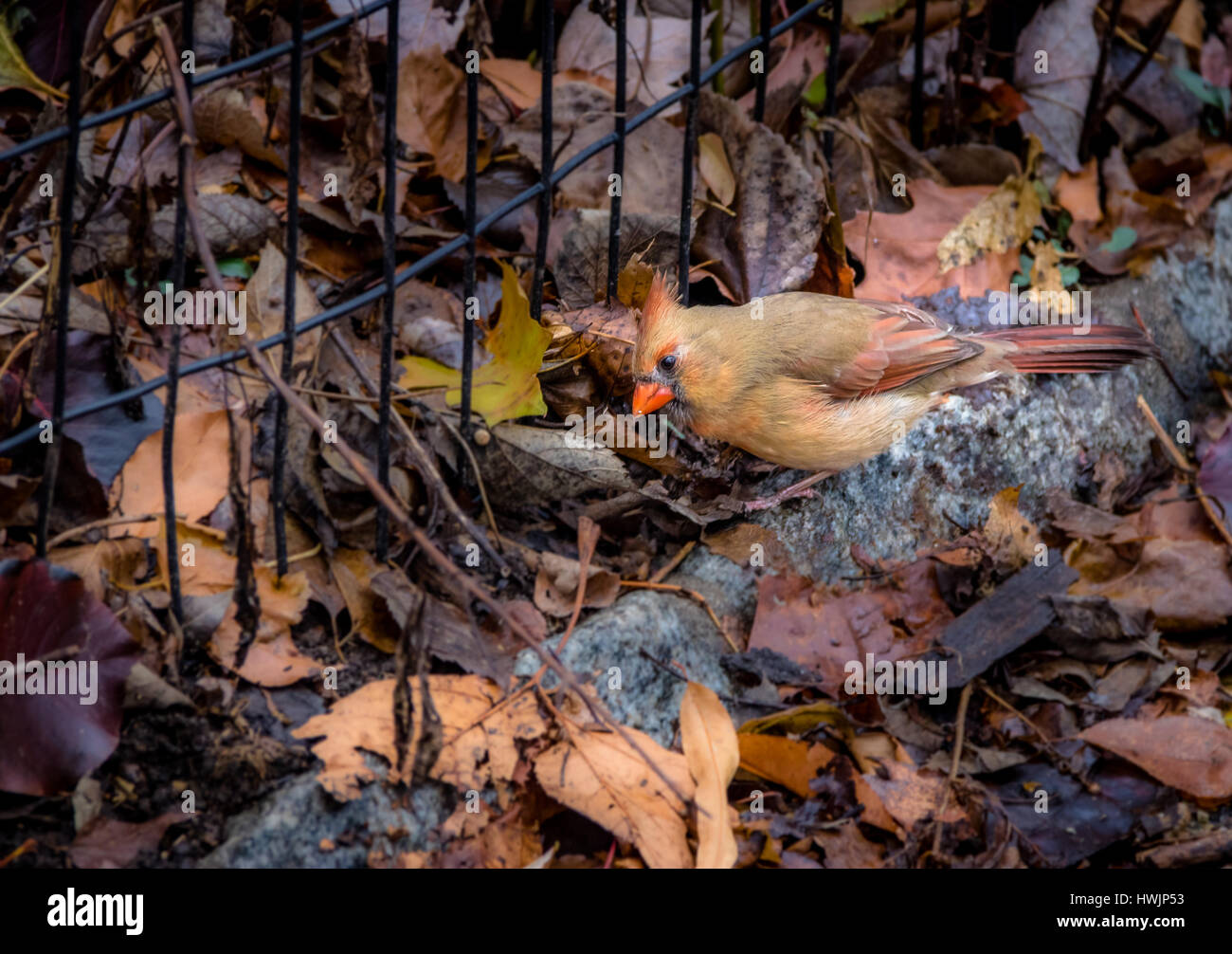 Le Cardinal rouge femelle oiseau sur Central Park - New York, USA Banque D'Images